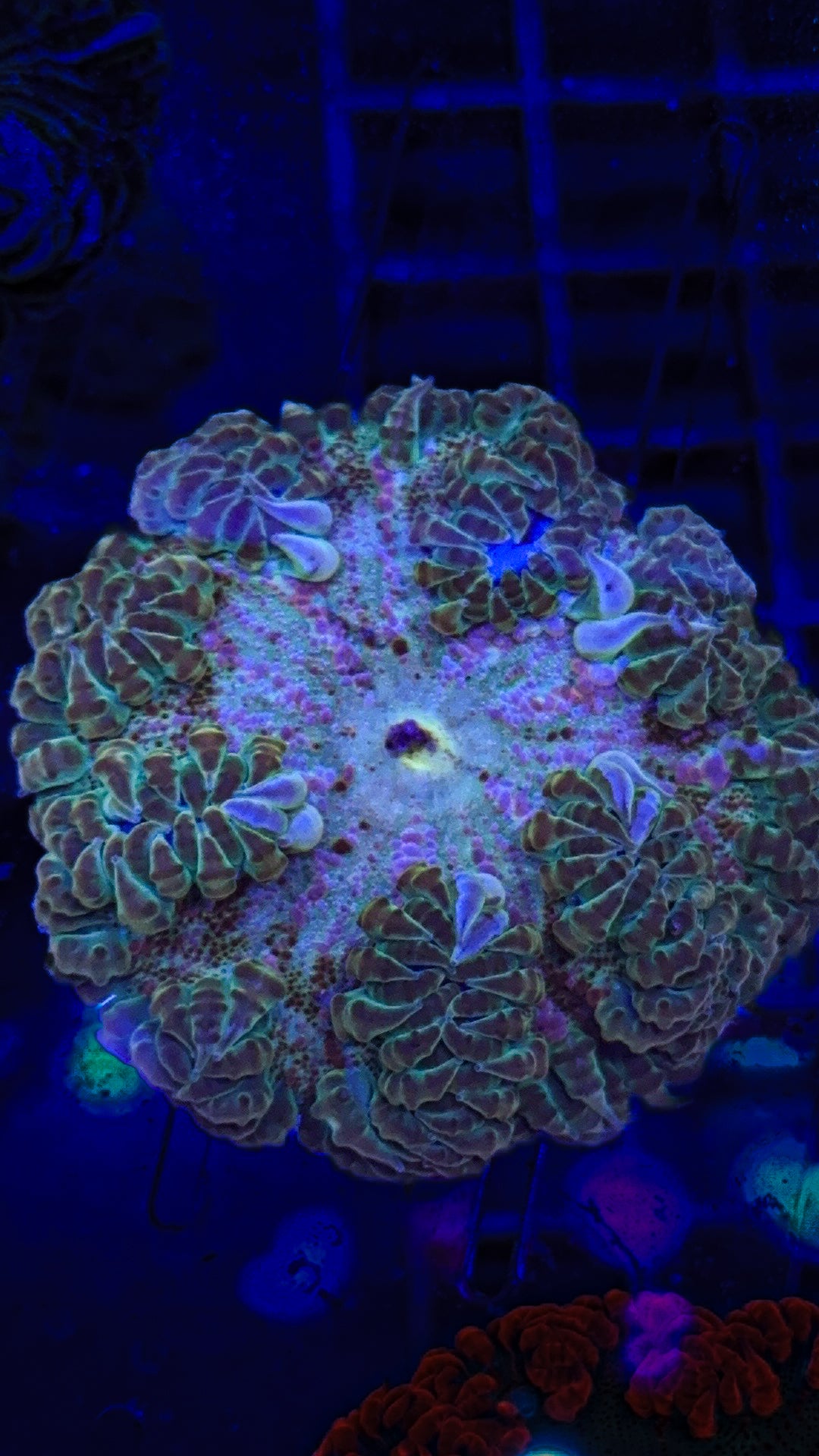 Rock Flower Anemone (WYSIWYG)