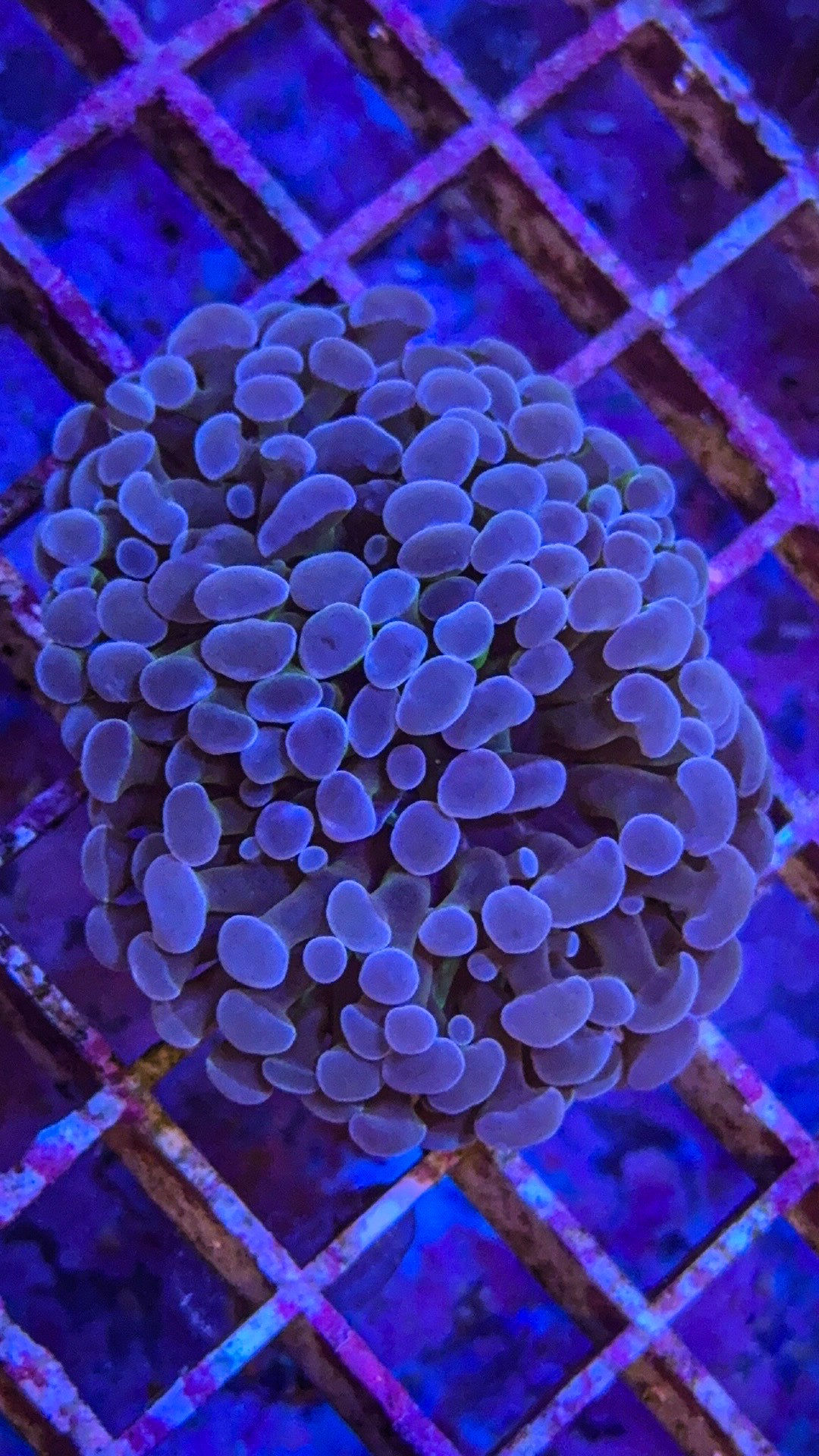 Blue Frammer (WYSIWYG)