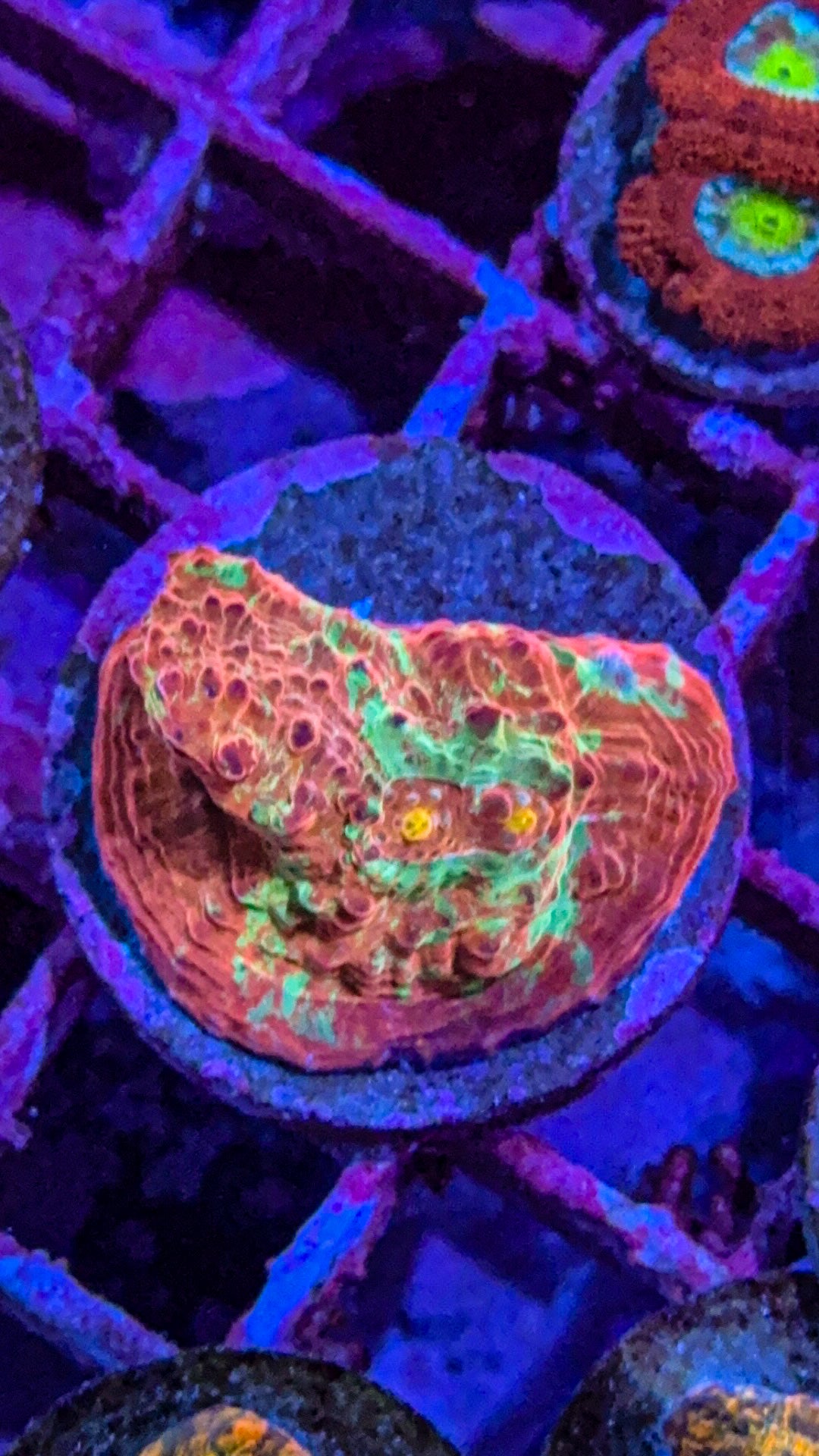 Goku Chalice (WYSIWYG)