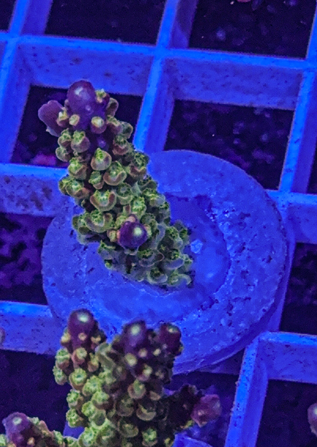 RR Rainbow Loom Acro (WYSIWYG)