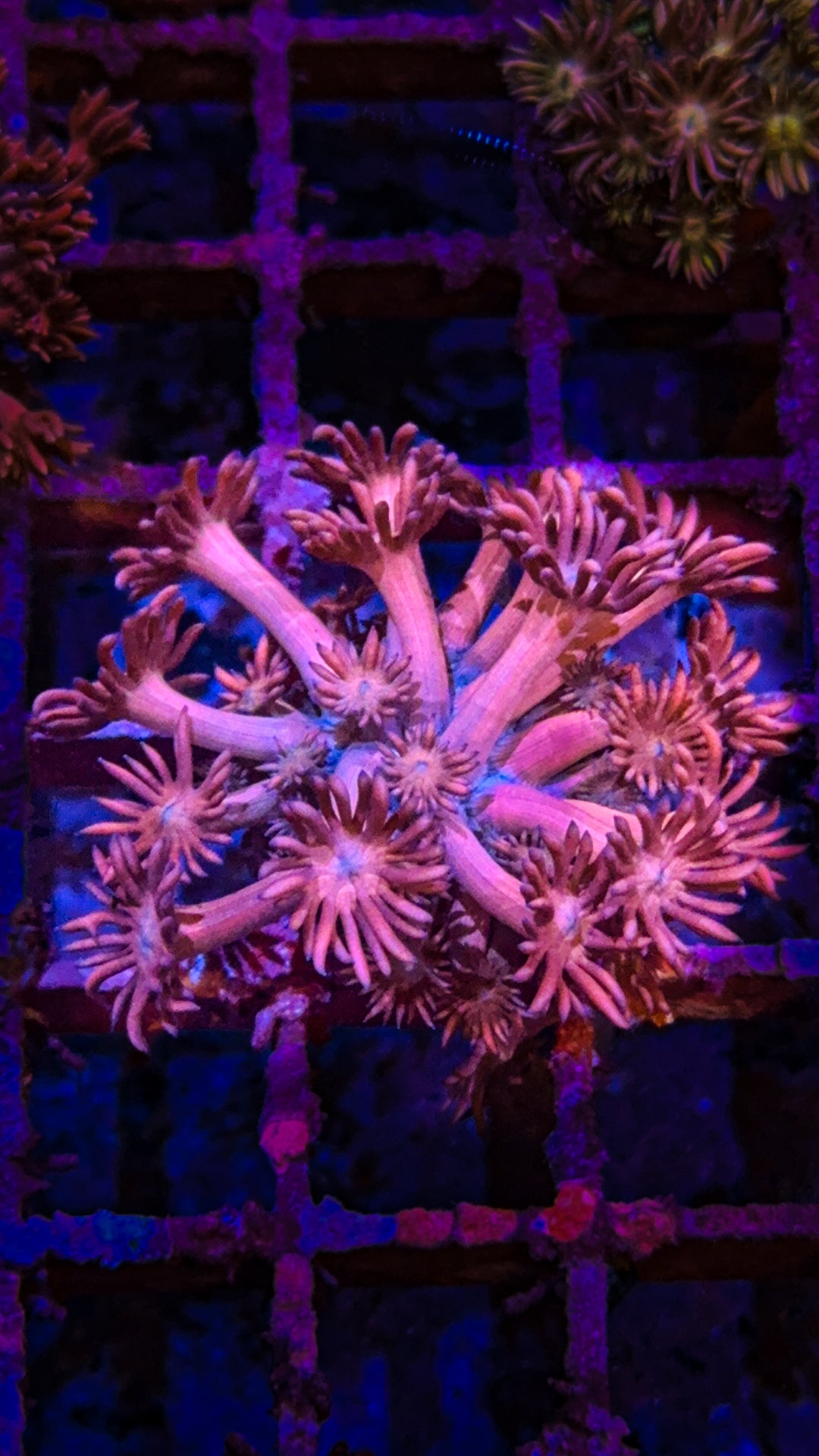 Cotton Candy Goniopora (WYSIWYG)