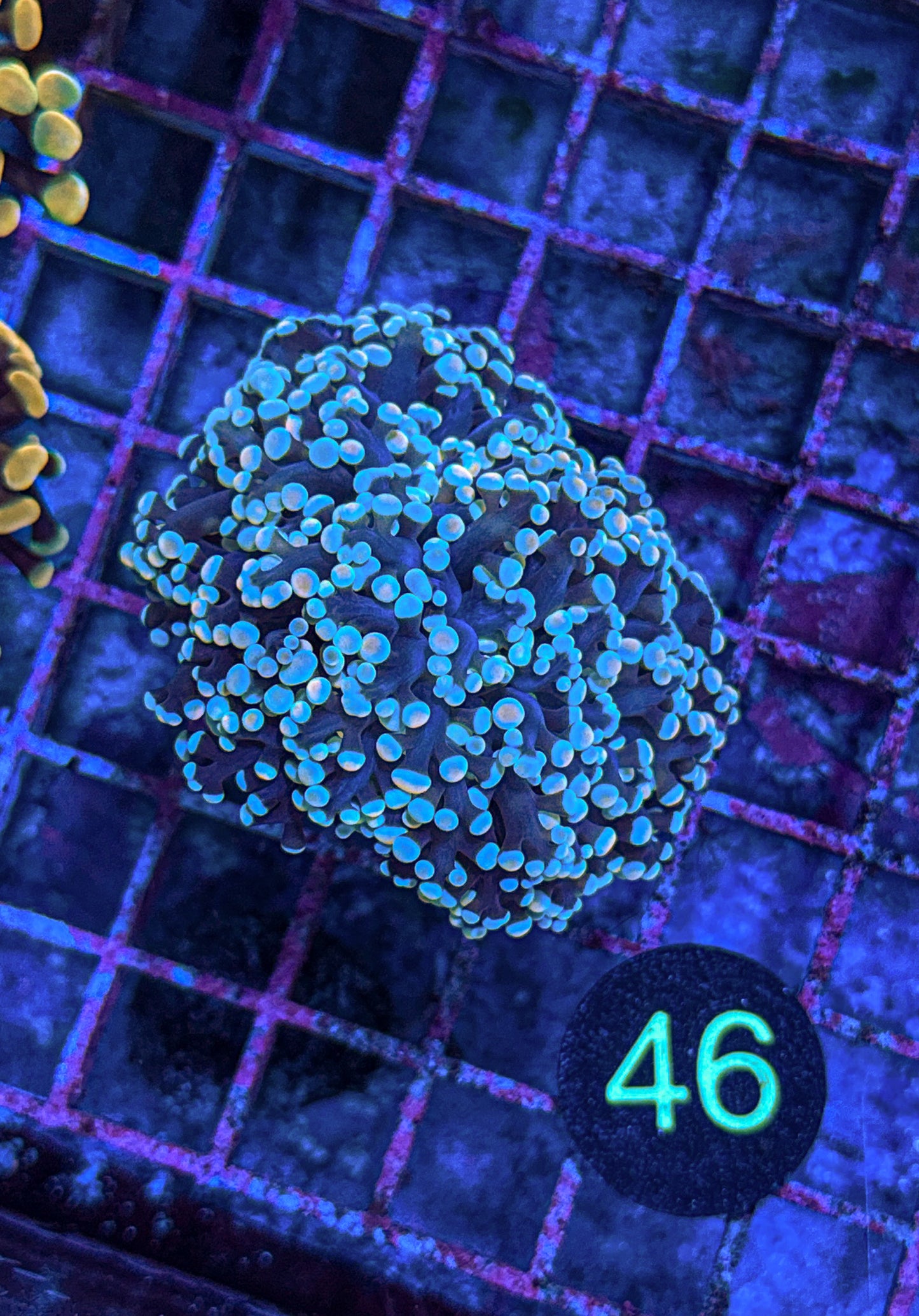 Rainbow Kingspawn (WYSIWYG)