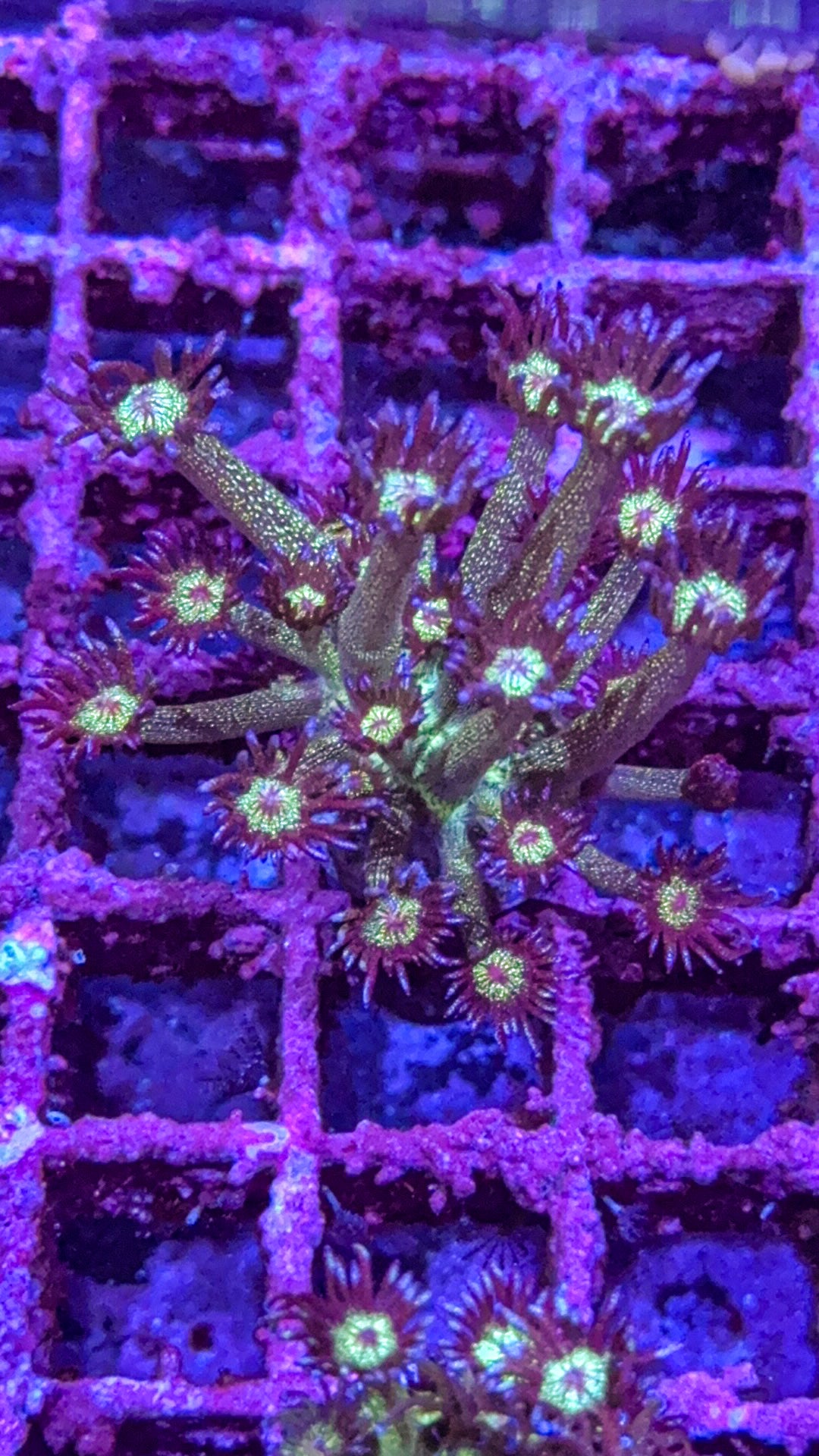 Glitter Goni (WYSIWYG)