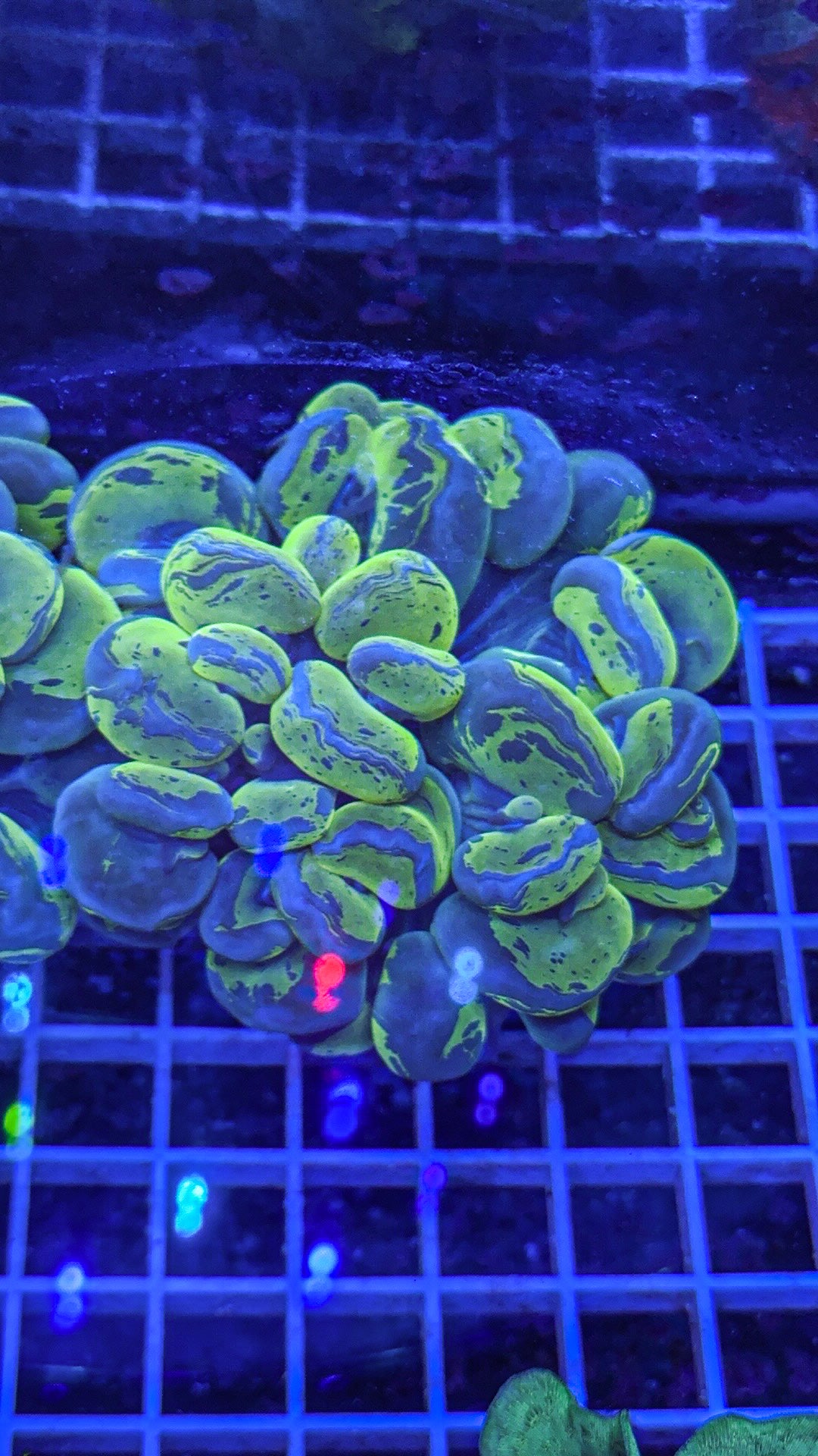 Splatter Bubble Coral (WYSIWYG)
