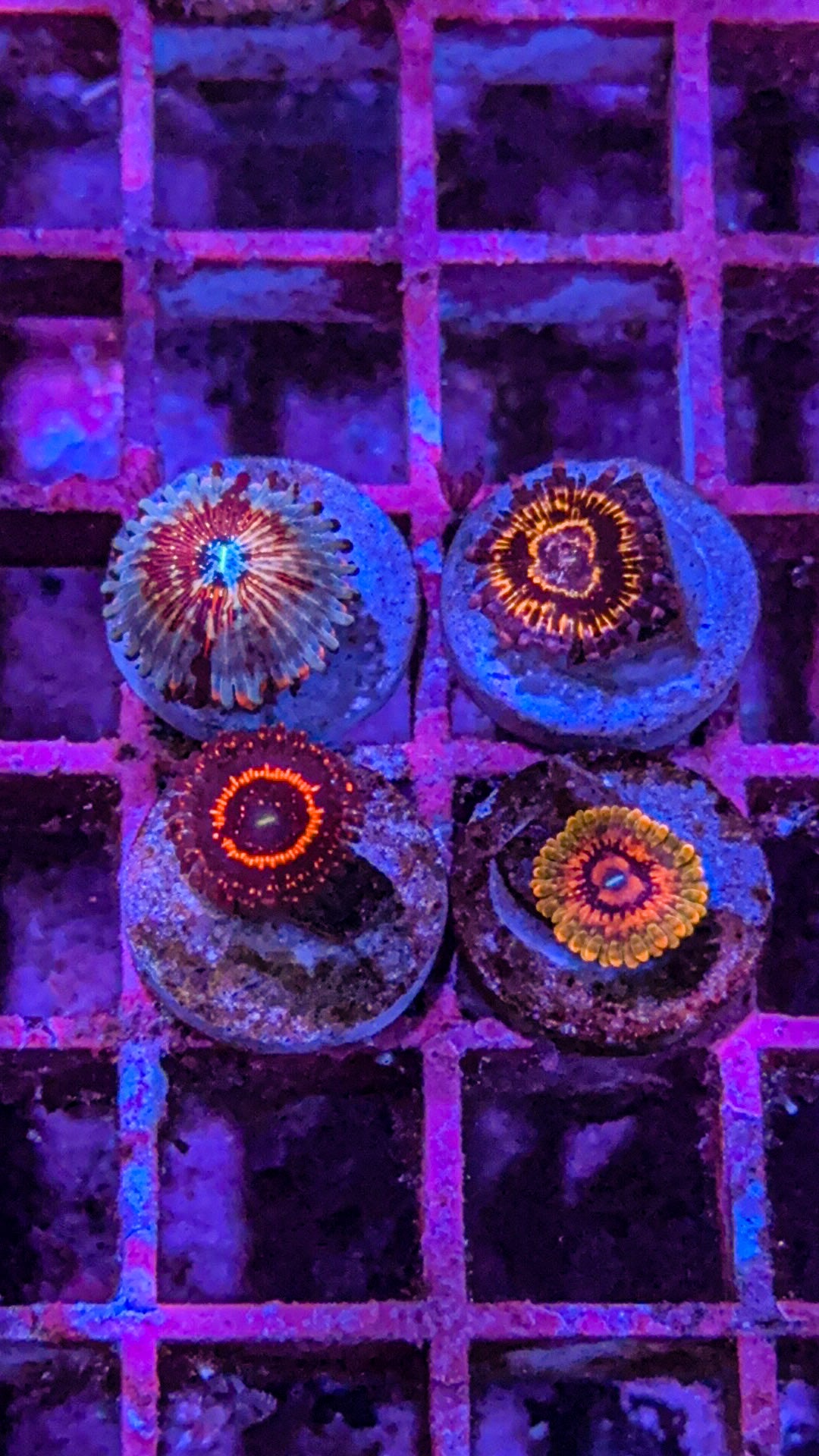 High End Zoa Pack #2 (WYSIWYG)