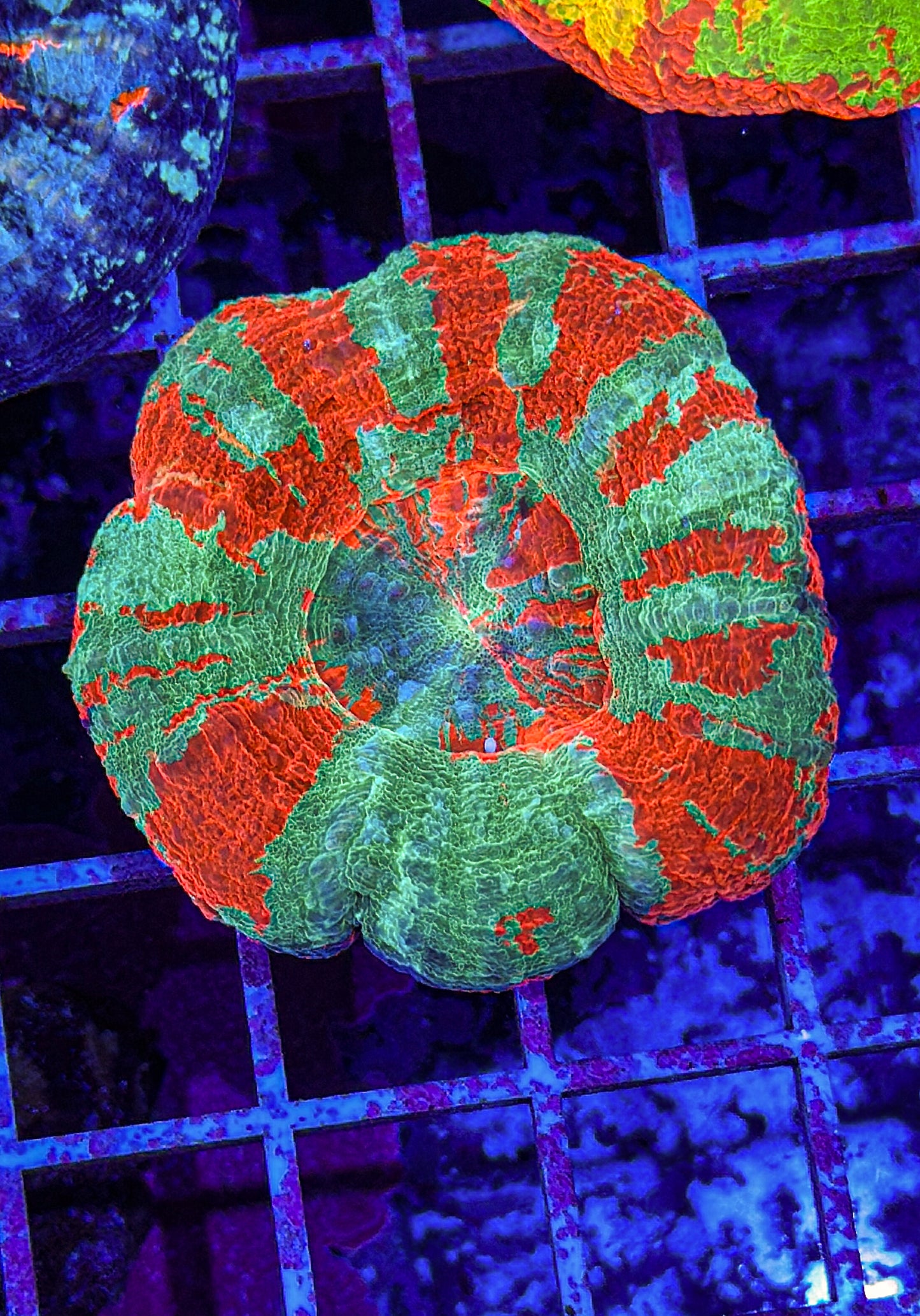 Unique Scoly (WYSIWYG)