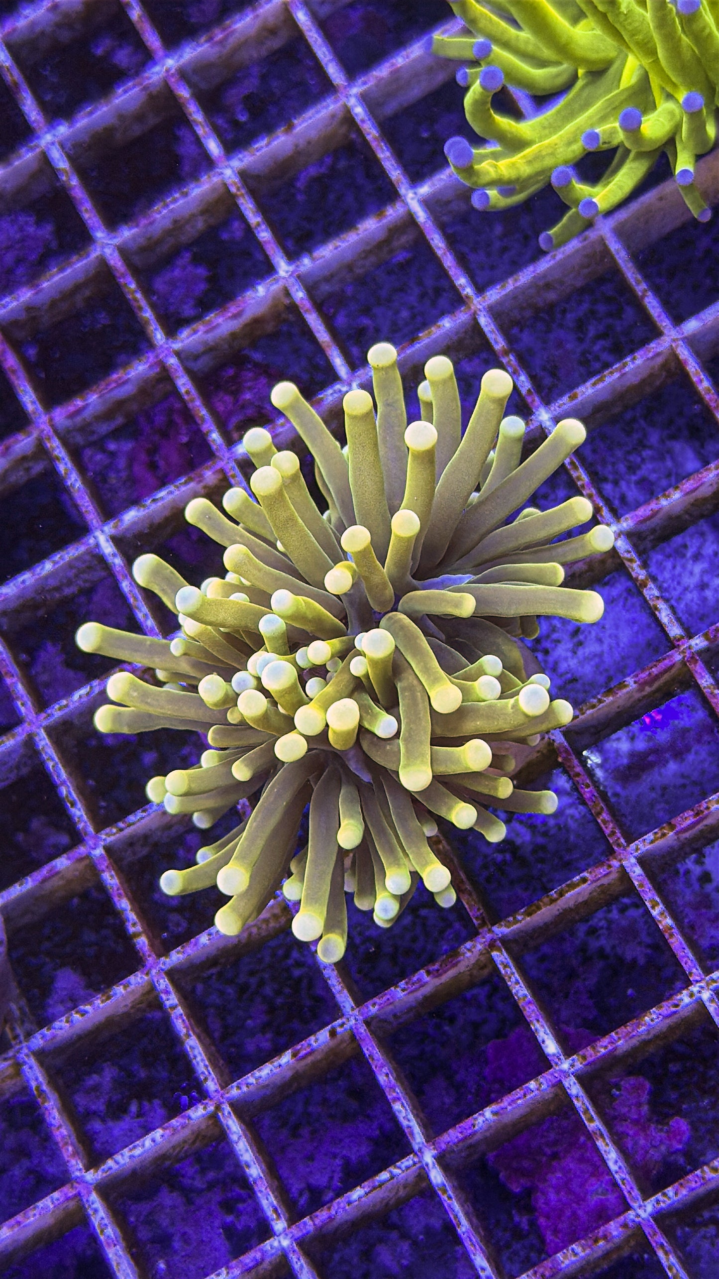 Malaysian Master Torch (WYSIWYG)