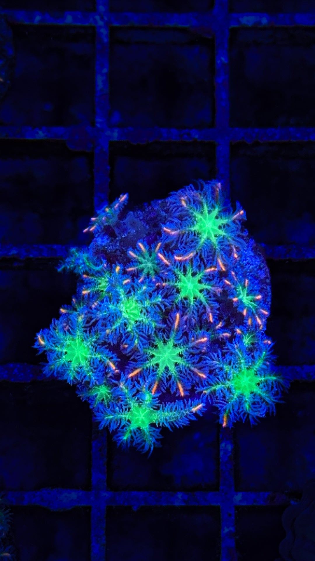 Firework Cloves (WYSIWYG)
