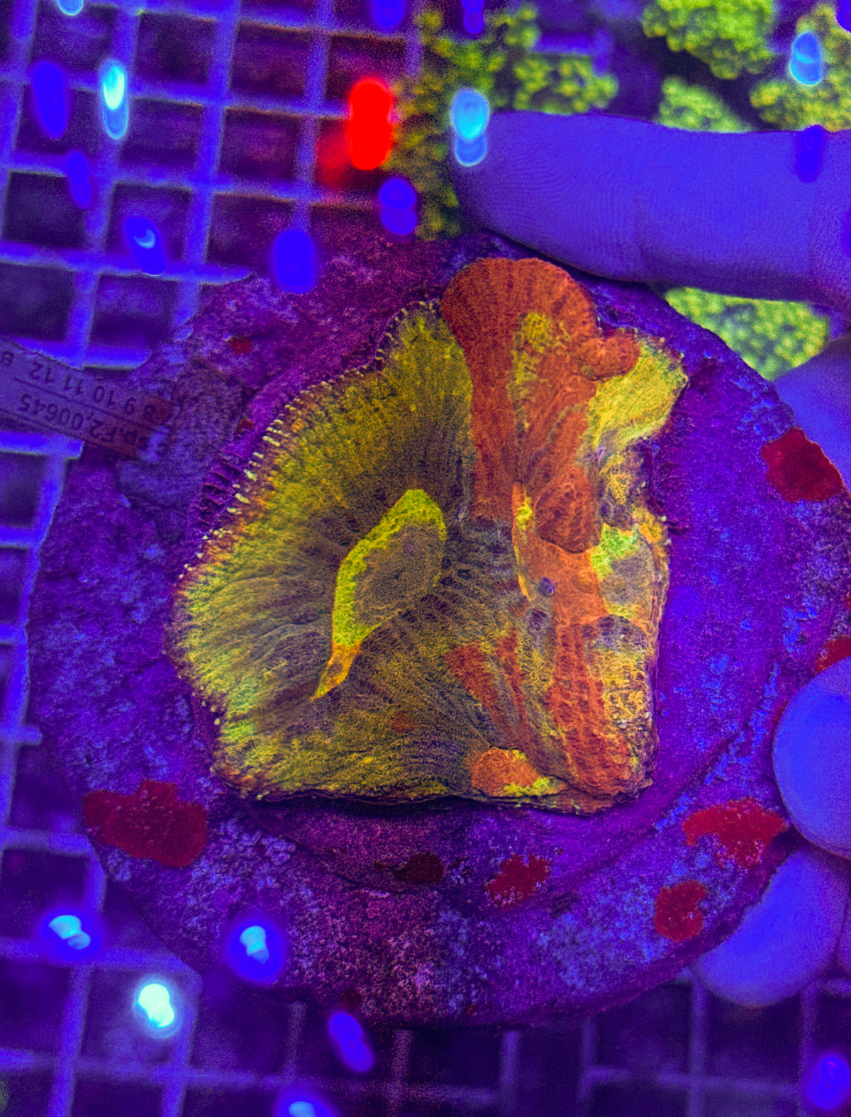 Master Australomussa Coral (WYSIWYG)
