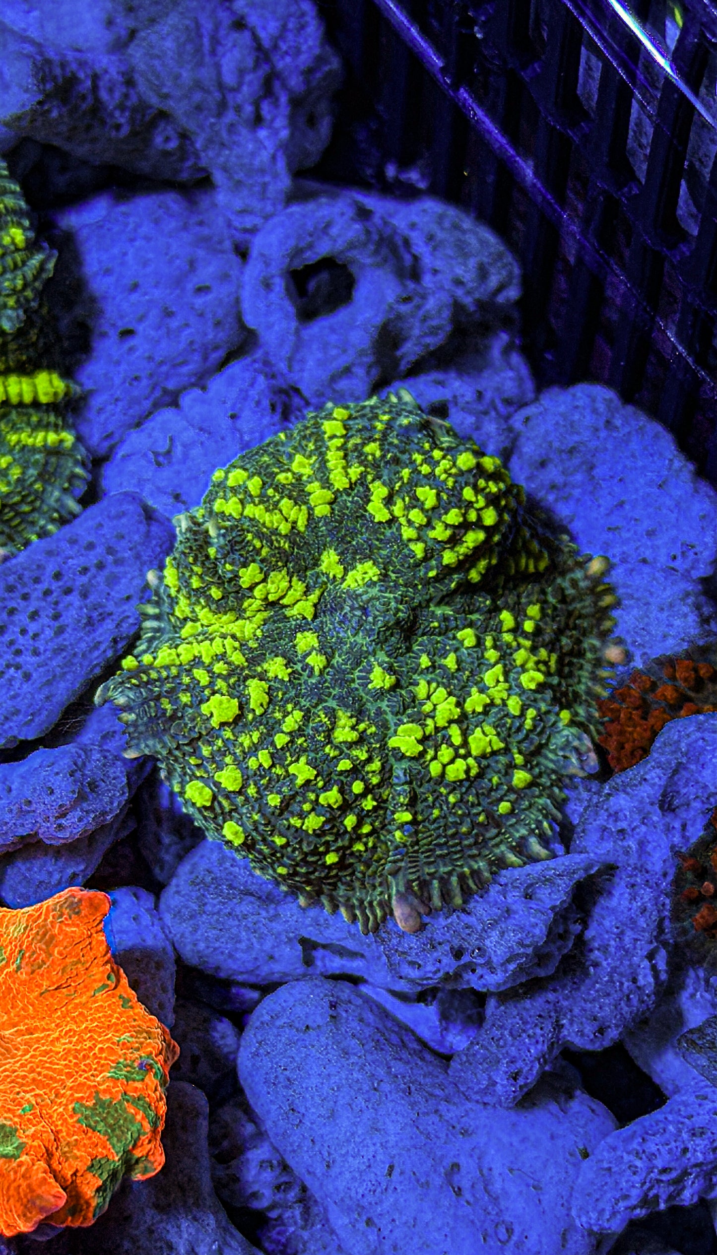 Uranium Bounce Mushroom (WYSIWYG)