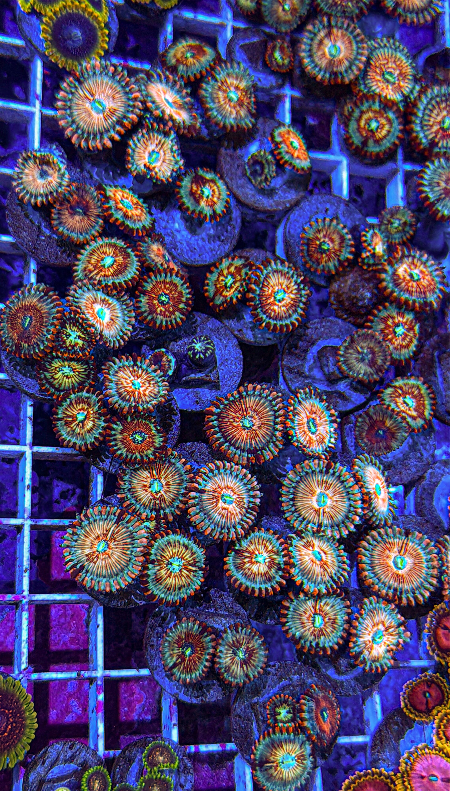 CB White Zombie Zoas (WYSIWYG)