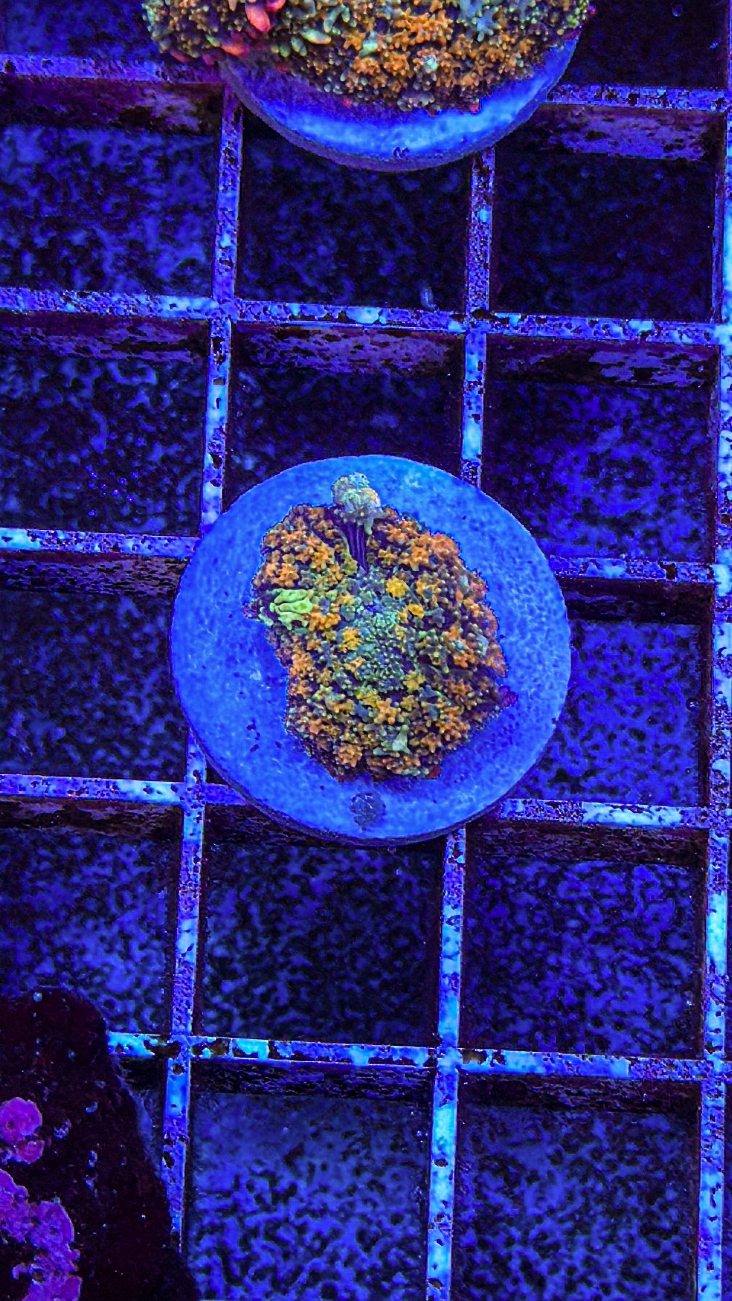 OT7 Bounce Mushroom (WYSIWYG)