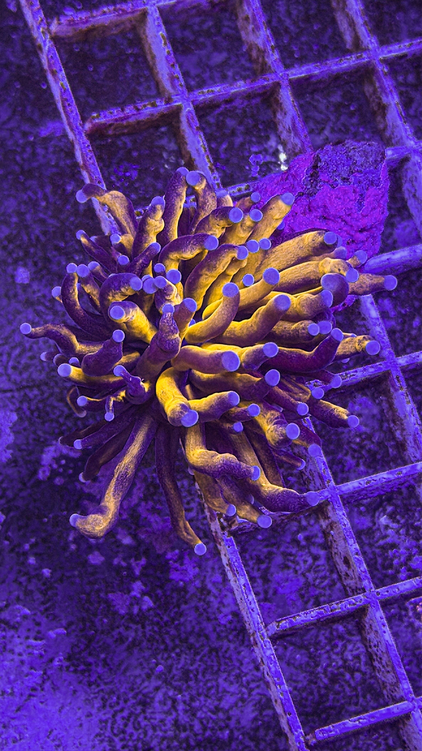 Aussie 24K Torch (WYSIWYG)