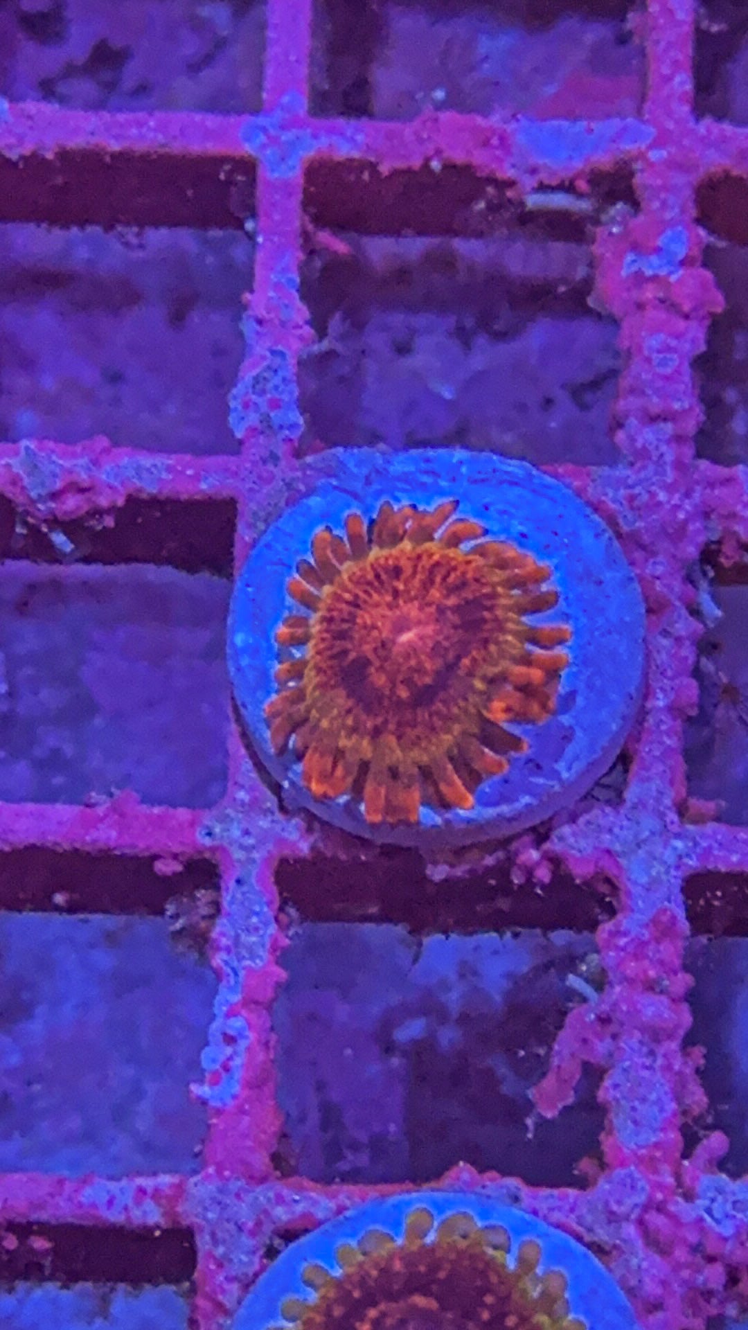 Speckled Krak Zoa (WYSIWYG)