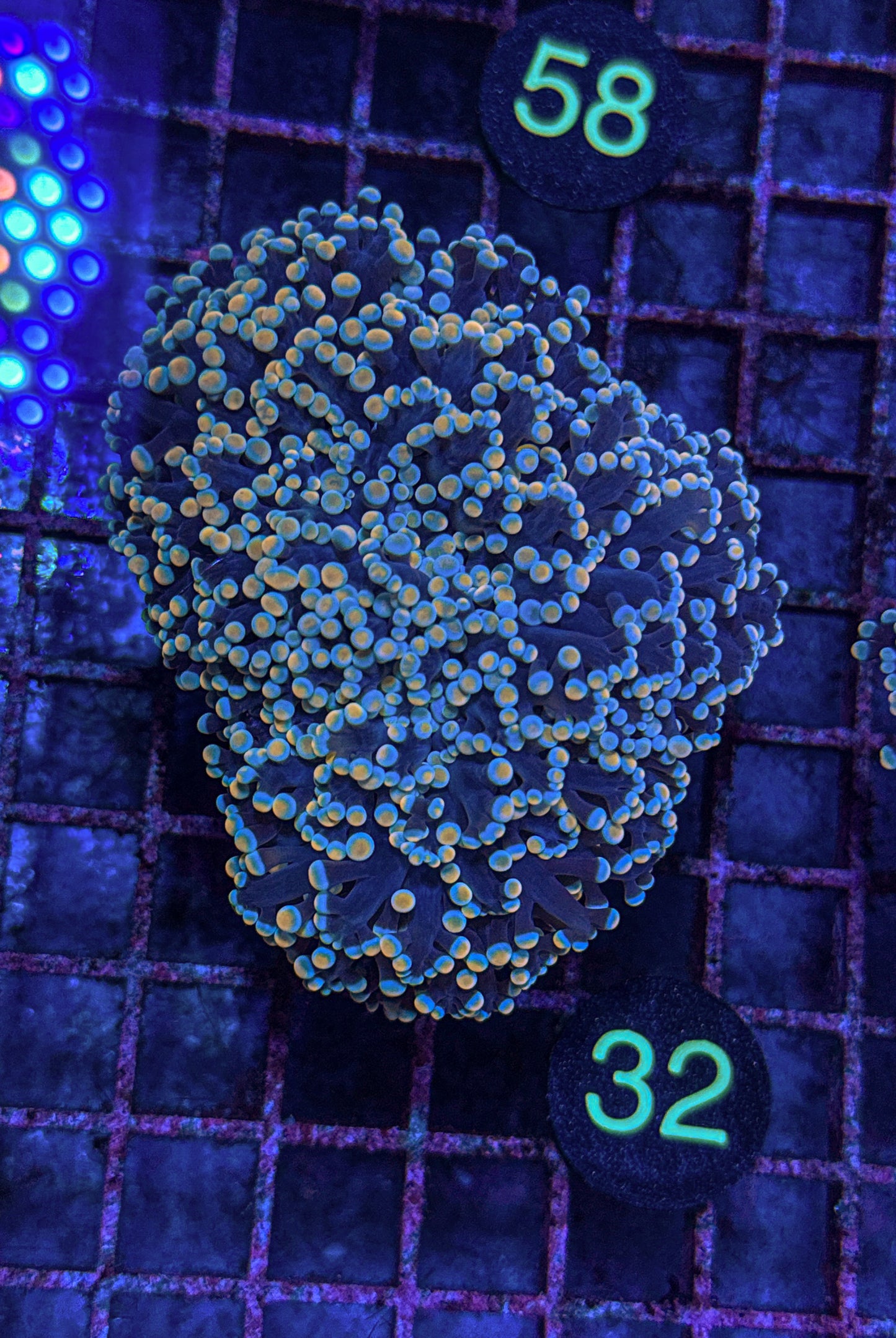 XL Rainbow Kingspawn (WYSIWYG)