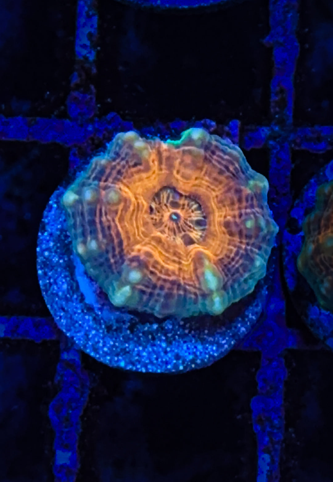 Orange Center Lobo (WYSIWYG)