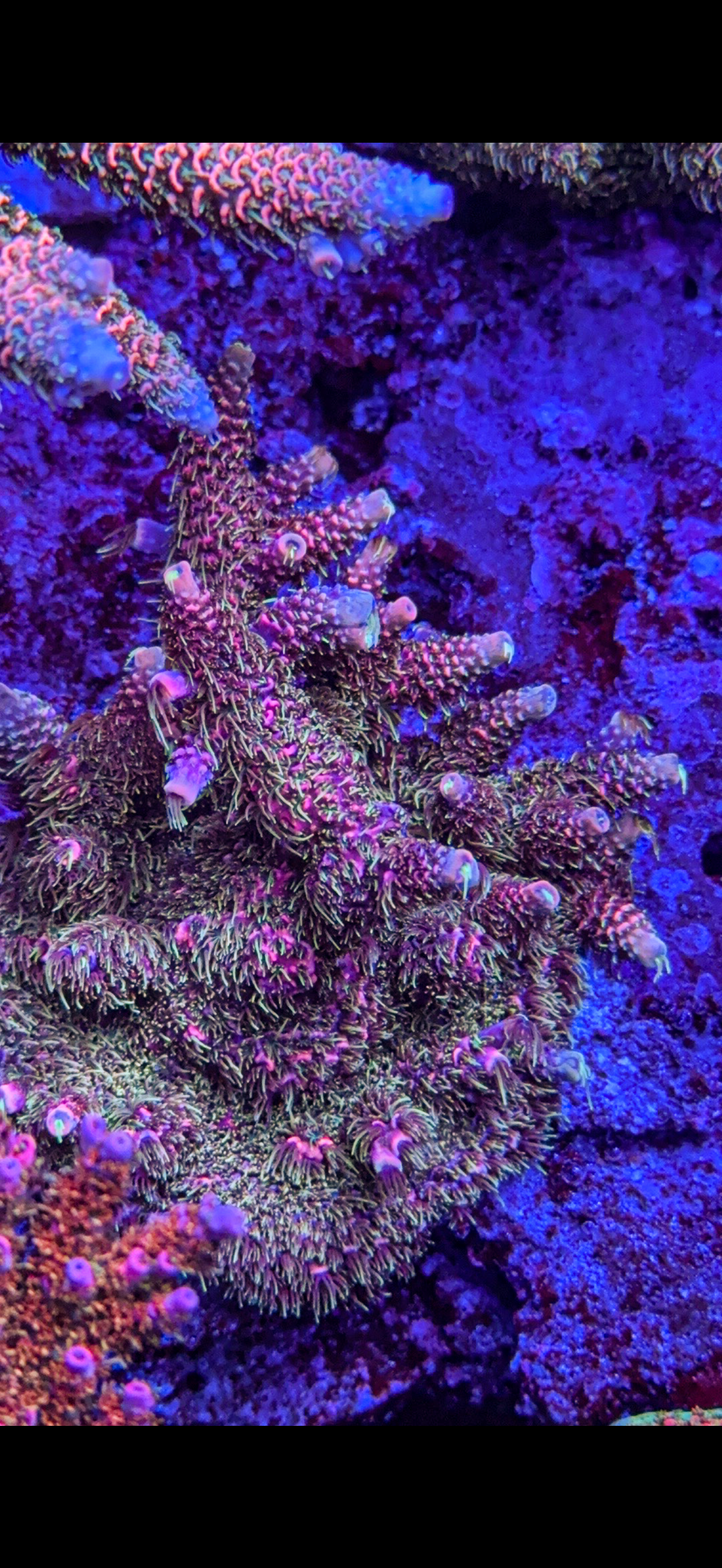 CCH Chewbacca Acro (WYSIWYG)