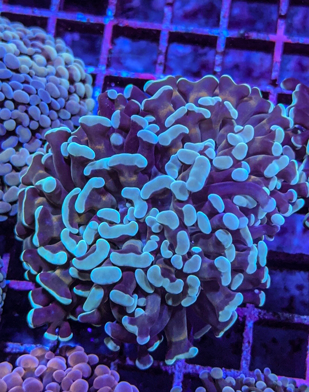 Teal Aussie Hammer (WYSIWYG)