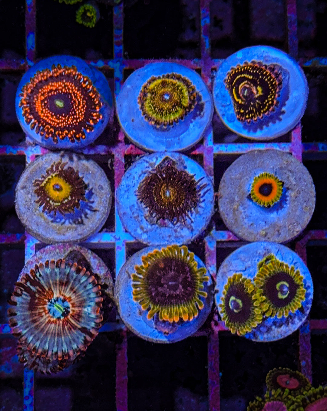 Zoa Pack #13 GOD PACK (WYSIWYG)