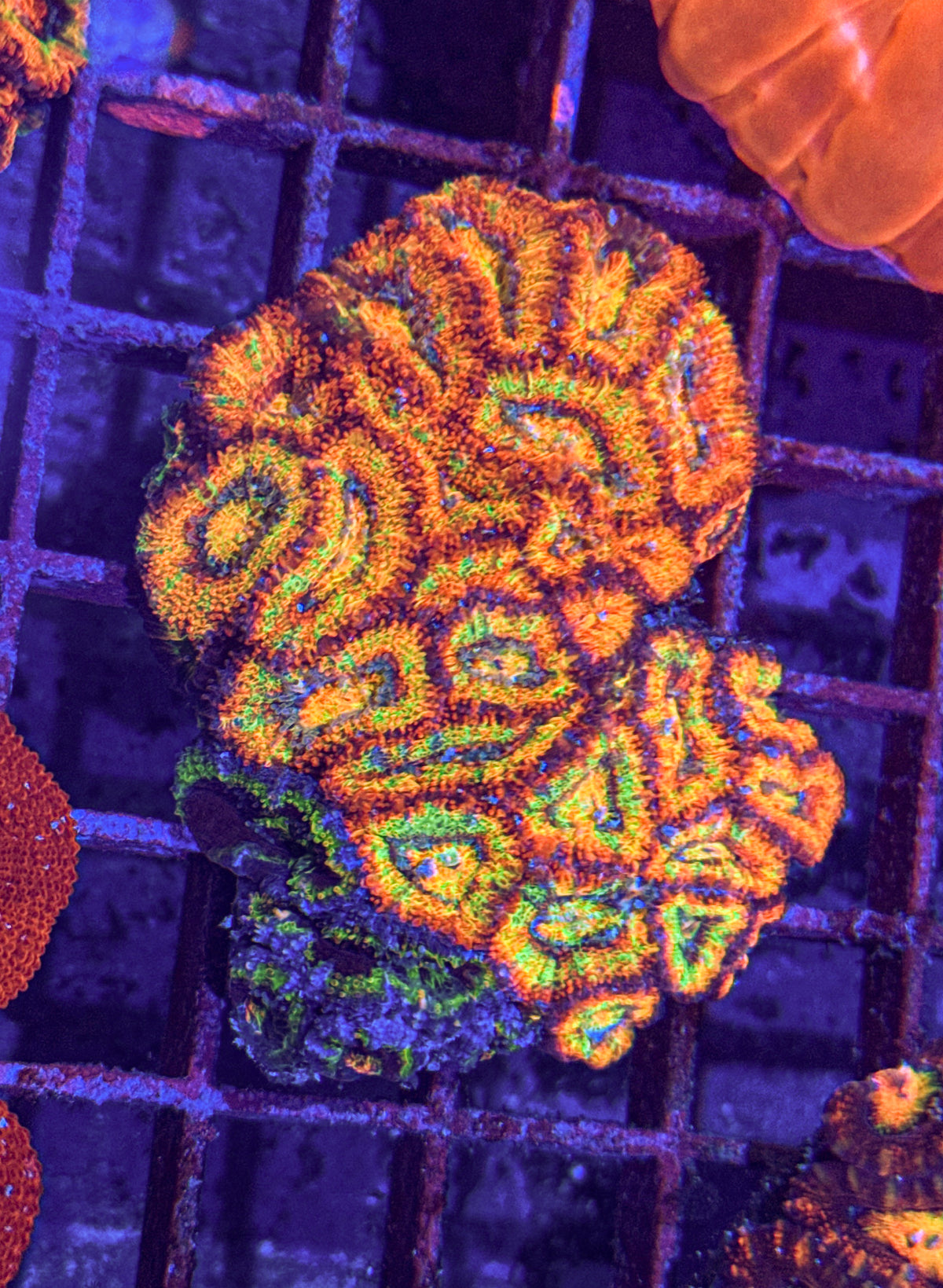 Ultra Rainbow Acan Colony (WYSIWYG)