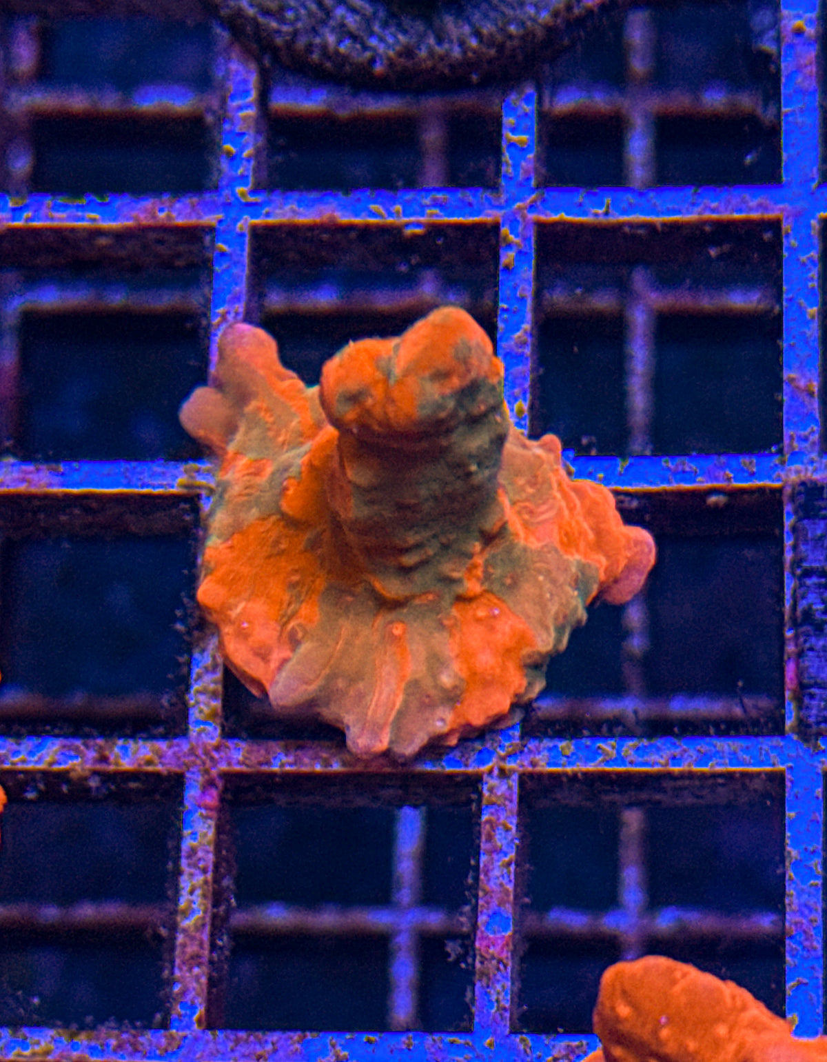 TSA Grafted Setosa (WYSIWYG)