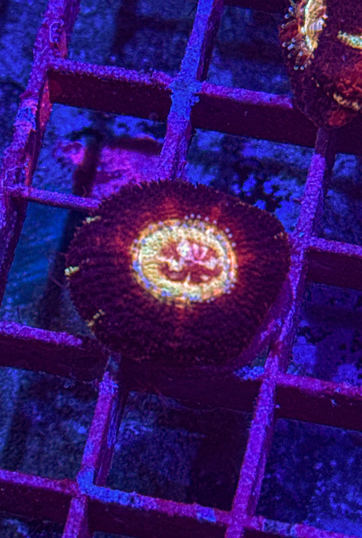 Asian Acan (WYSIWYG)