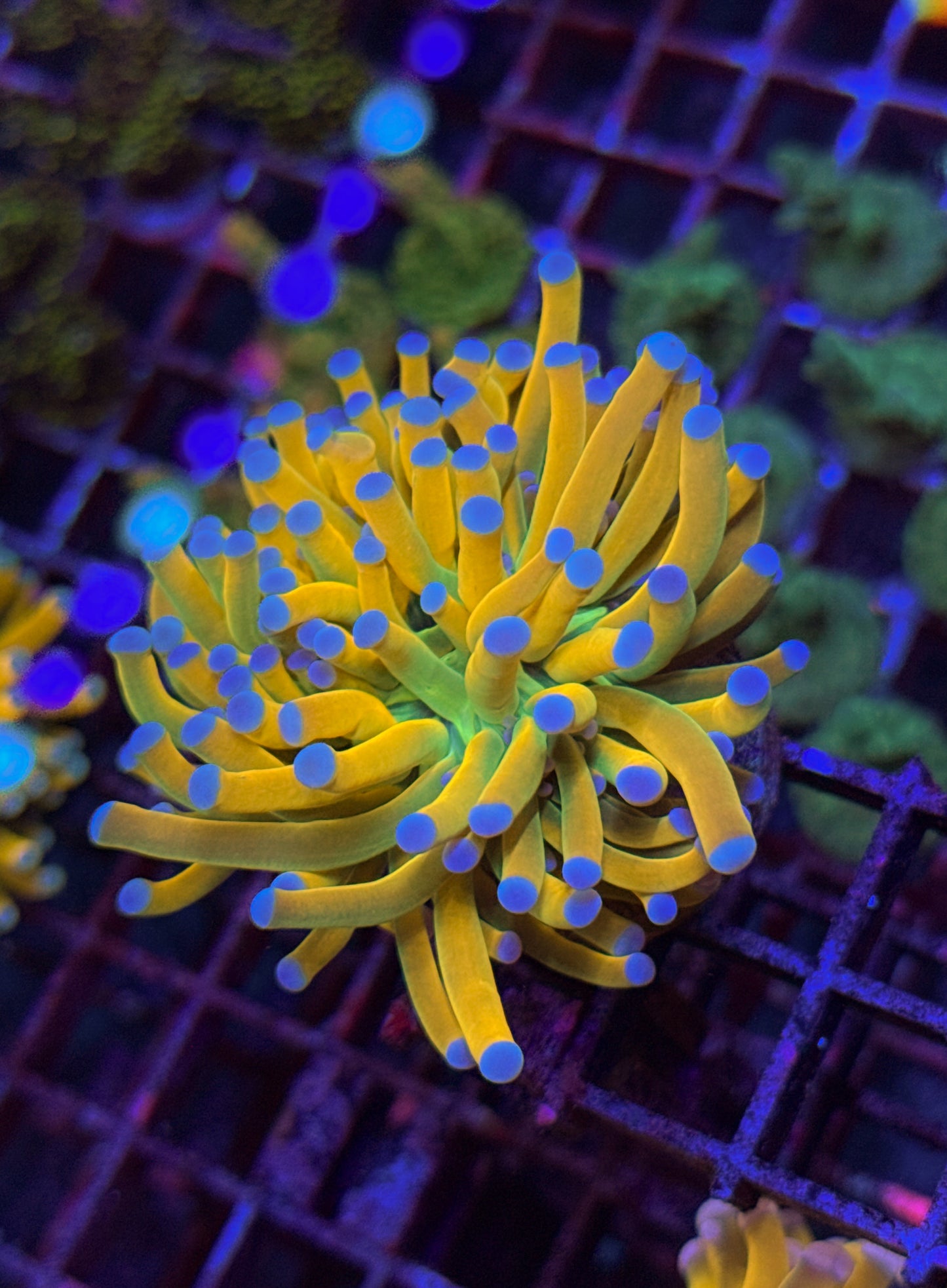 Blue Tip Malaysian Holy Grail Torch (WYSIWYG)