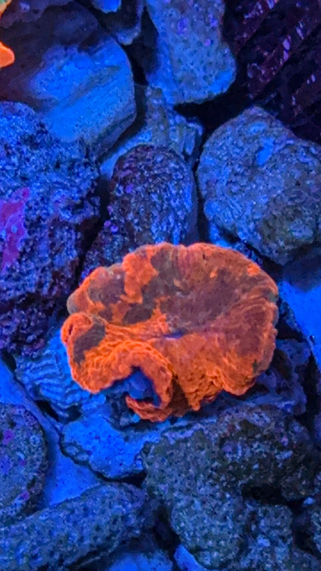 Candy Crush Jawbreaker Mushroom Coral (WYSIWYG)
