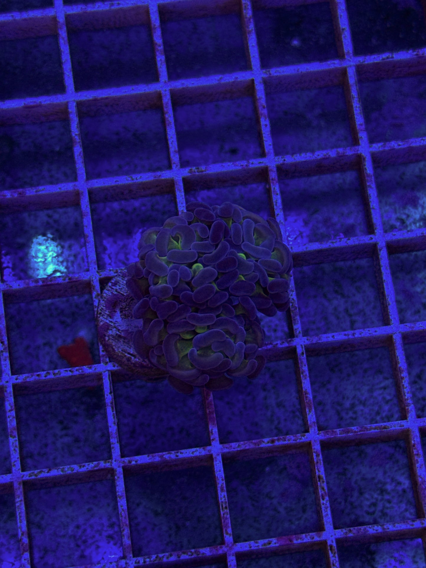 Reverse Hologram Hammer (WYSIWYG)