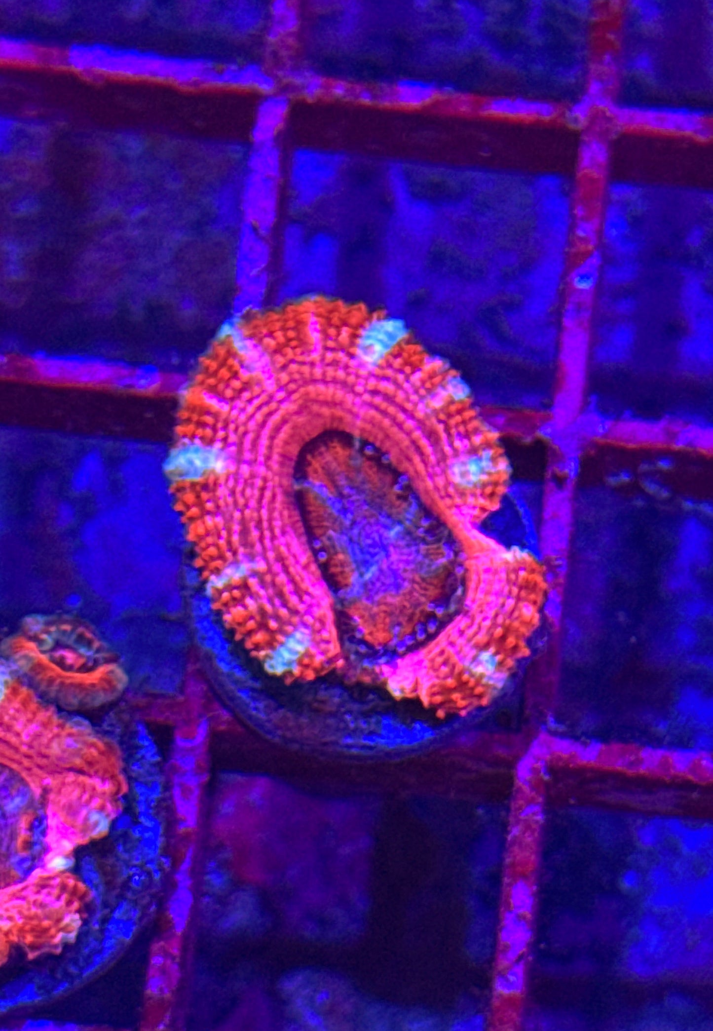 Pink Acan (WYSIWYG)