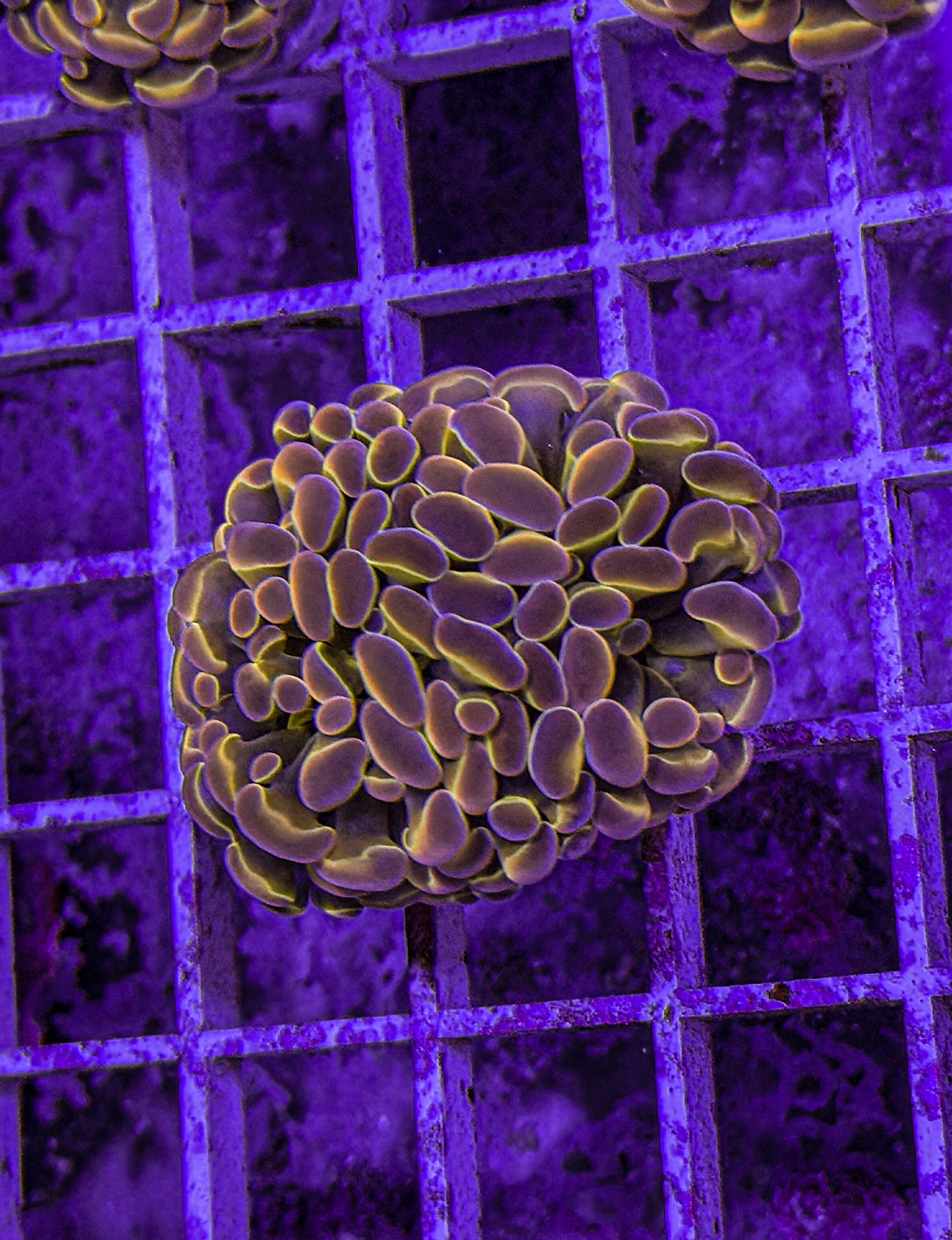 KDR Rainbow Hologram Hammer (WYSIWYG)