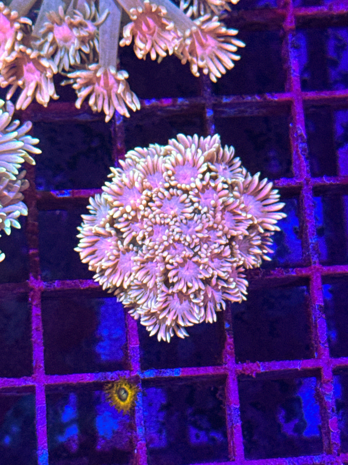 Cotton Candy Goni (WYSIWYG)