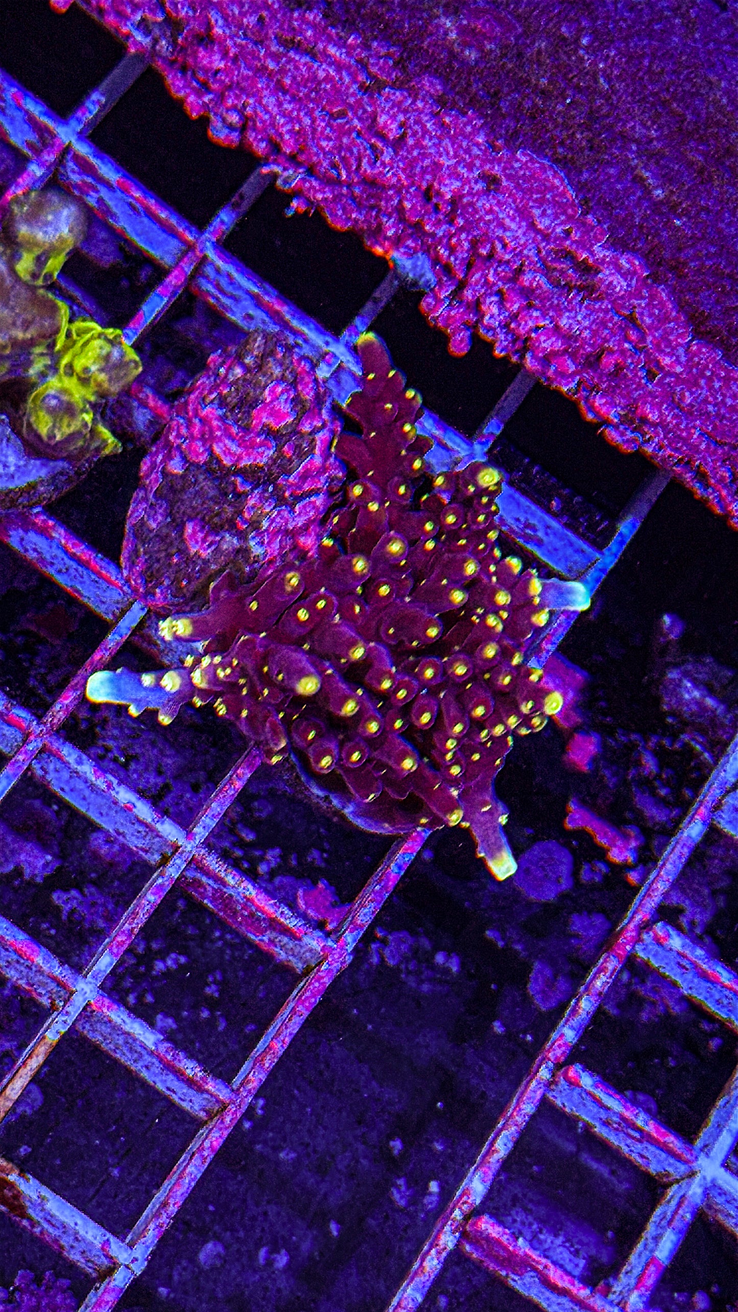 WCC Acid Rain Acro (WYSIWYG)