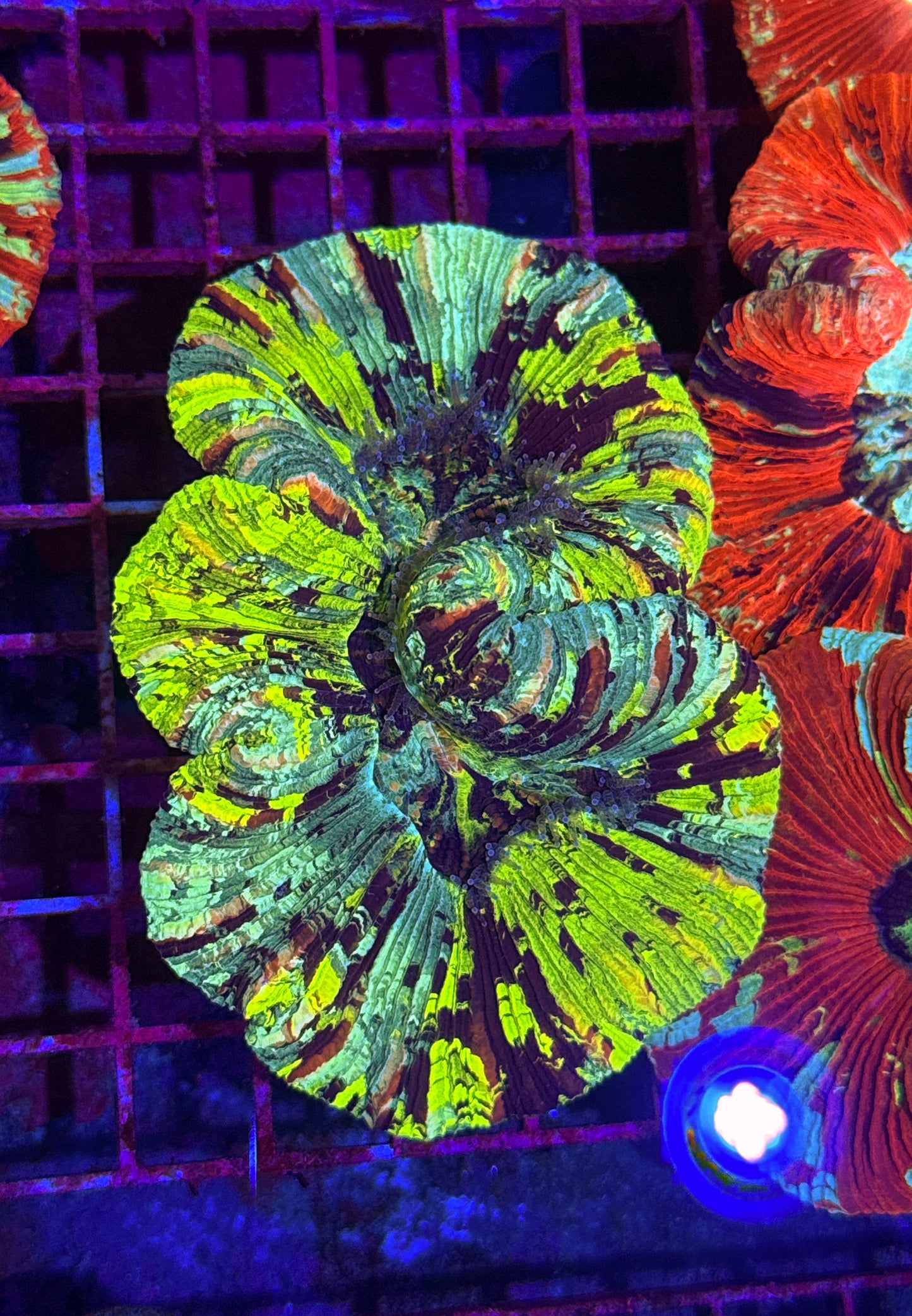 Neon Rainbow Trachy (WYSIWYG)