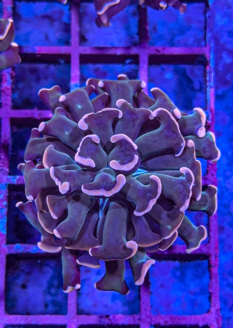 Rare Pink Aussie Hammer (WYSIWYG)