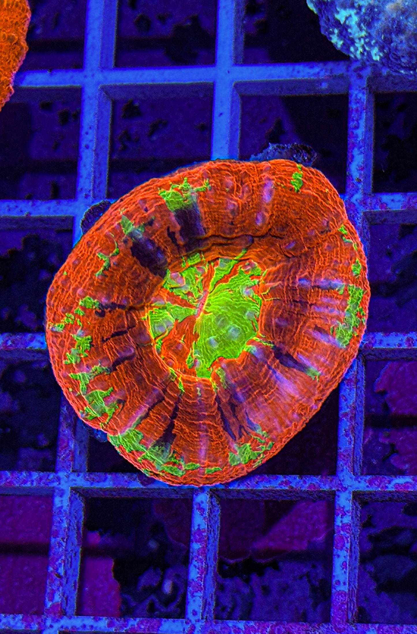 Master Scoly (WYSIWYG)