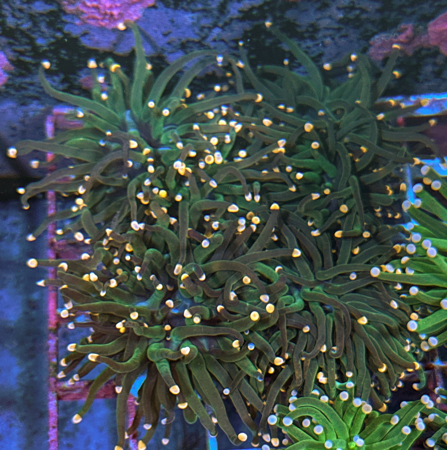 Peach Tip Torch (WYSIWYG)