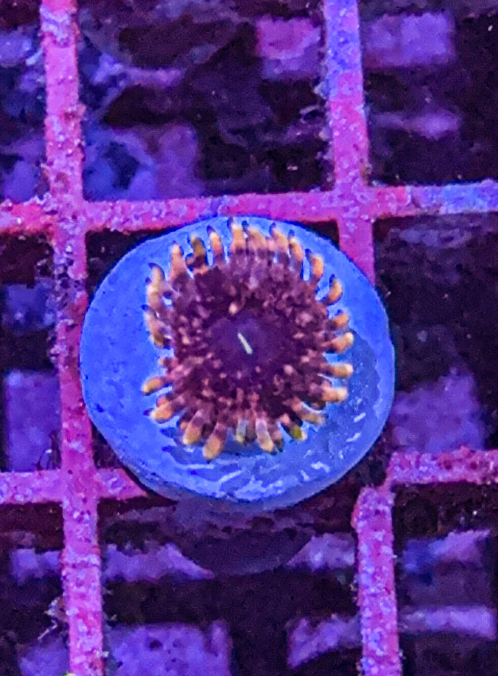 Pink Medallion Zoa (WYSIWYG)