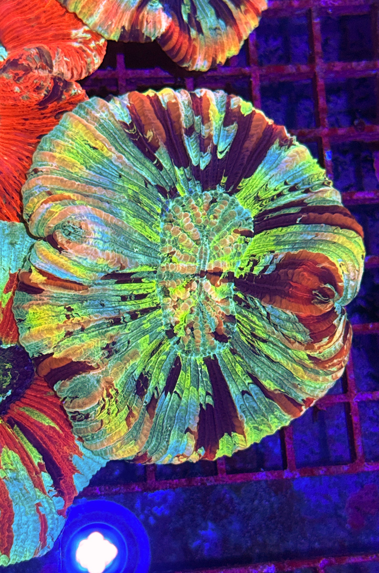 Rainbow Trachy (WYSIWYG)