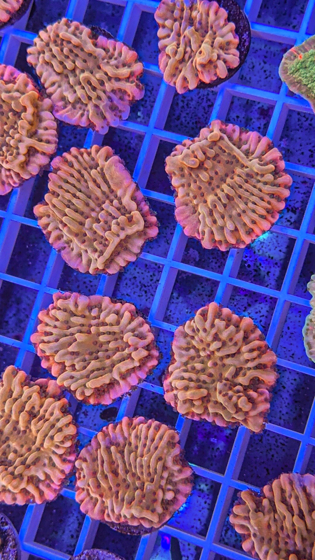 Raising Phoenix Montipora (WYSIWYG)