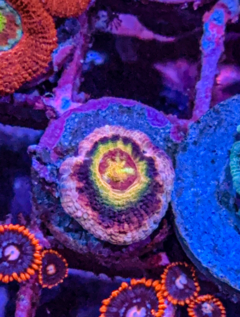 Asian Acan (WYSIWYG)
