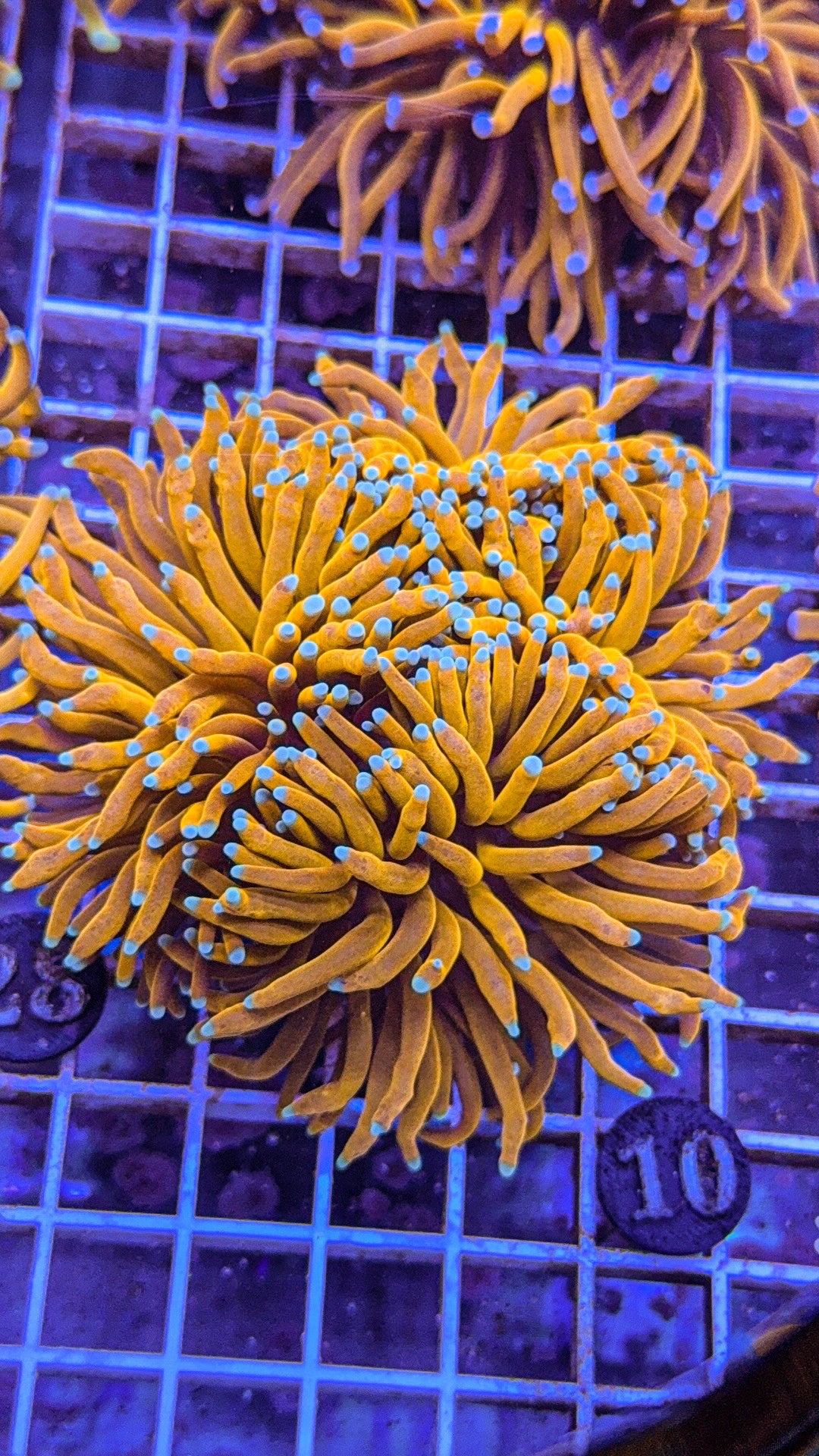 Banana Torch Colony #10 (WYSIWYG)