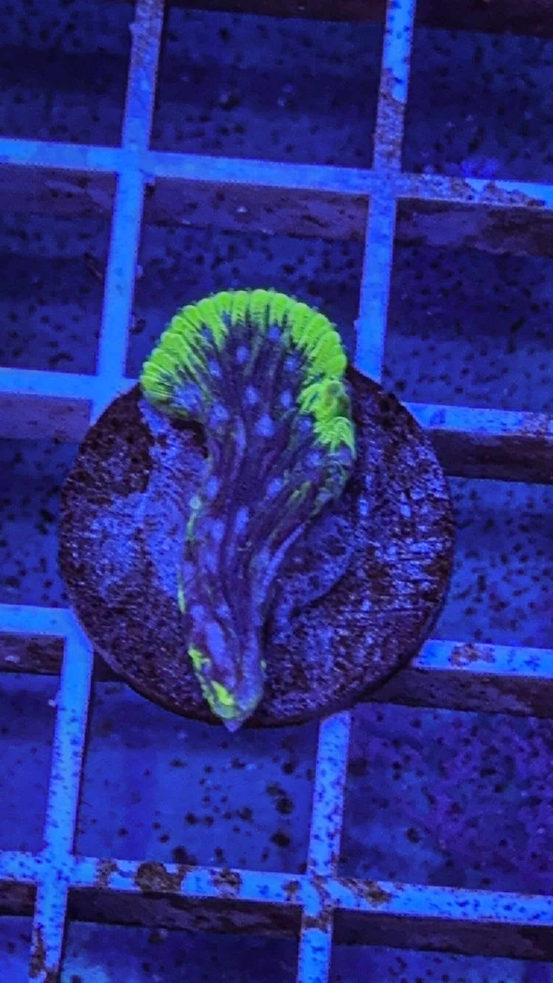 Diaseris Fungia AKA Plate coral (WYSIWYG)