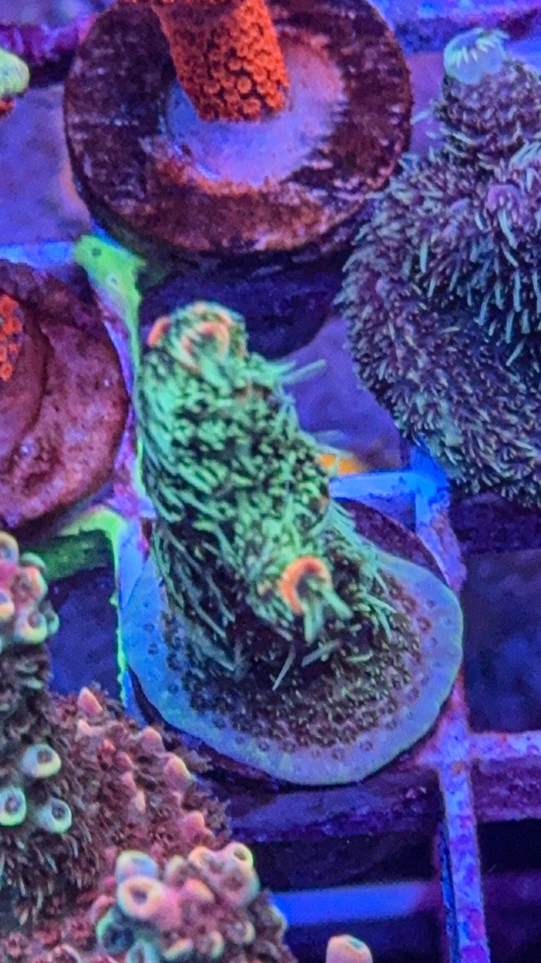 WCC ShaggyMilli (WYSIWYG)