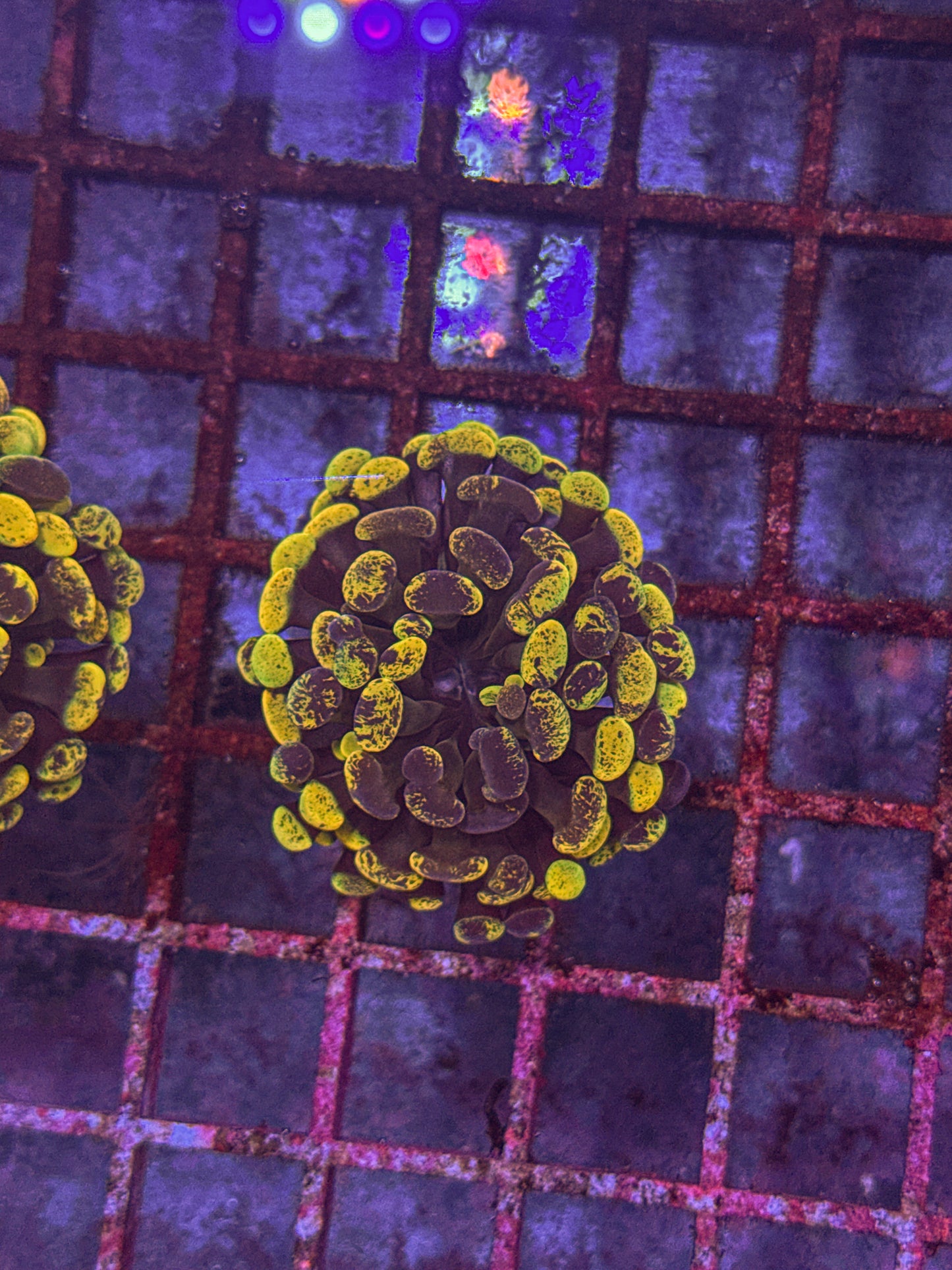 True Yellow Splatter Hammer (WYSIWYG)