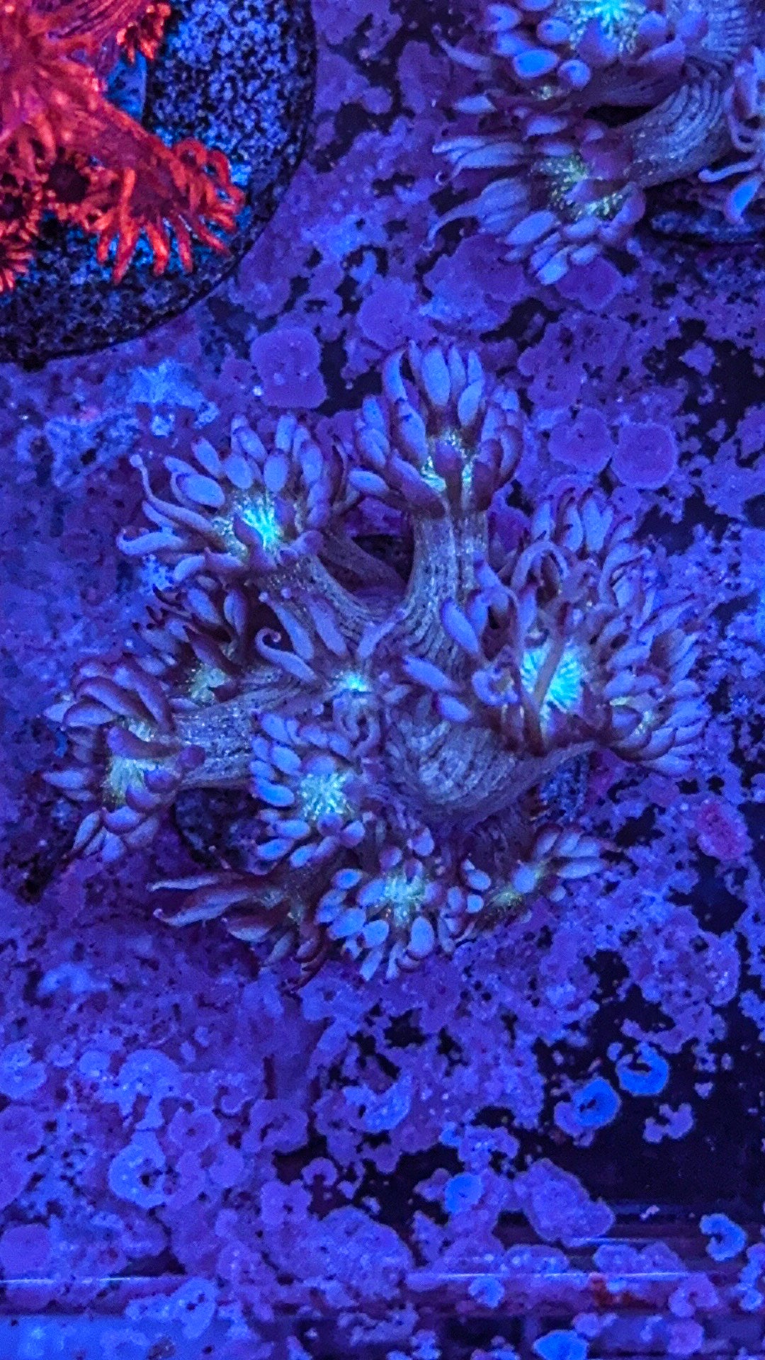 WCC Blue Tip Glitter Goni (WYSIWYG)