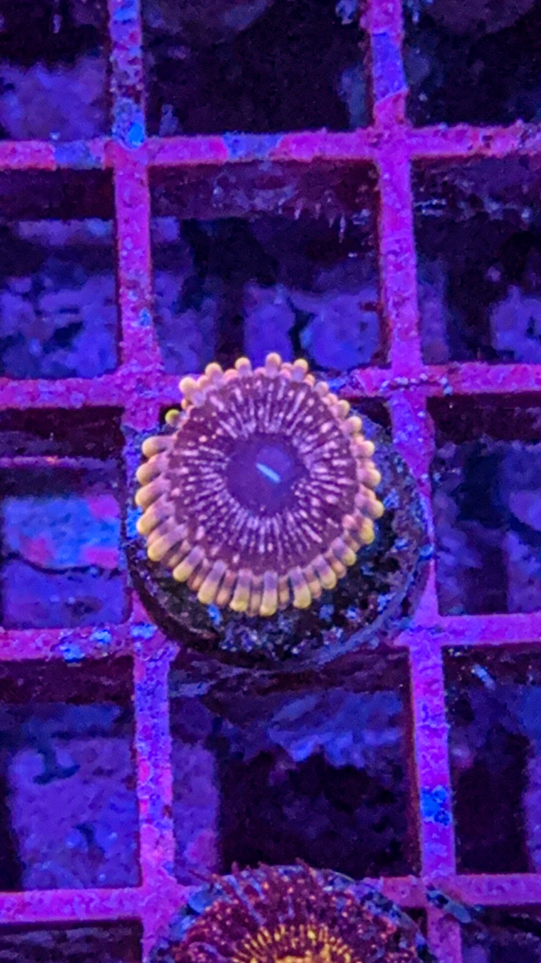 Pink Nebula Zoa (WYSIWYG)