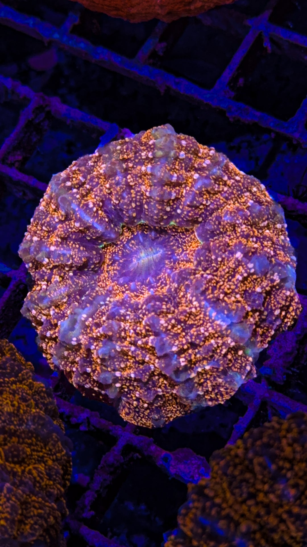 Orange Glitter Acanthophyllia (WYSIWYG)