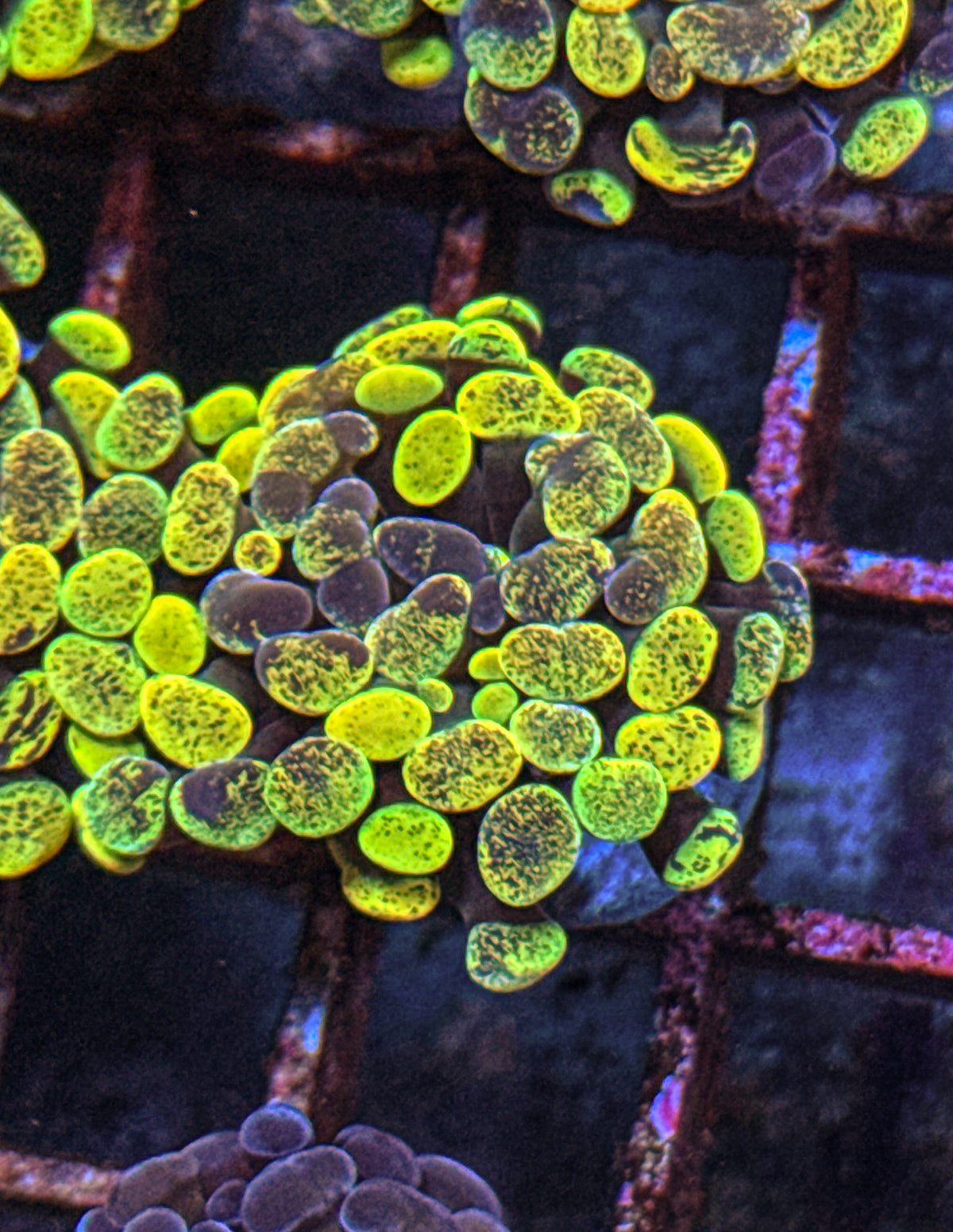 True Yellow Splatter Hammer (WYSIWYG)