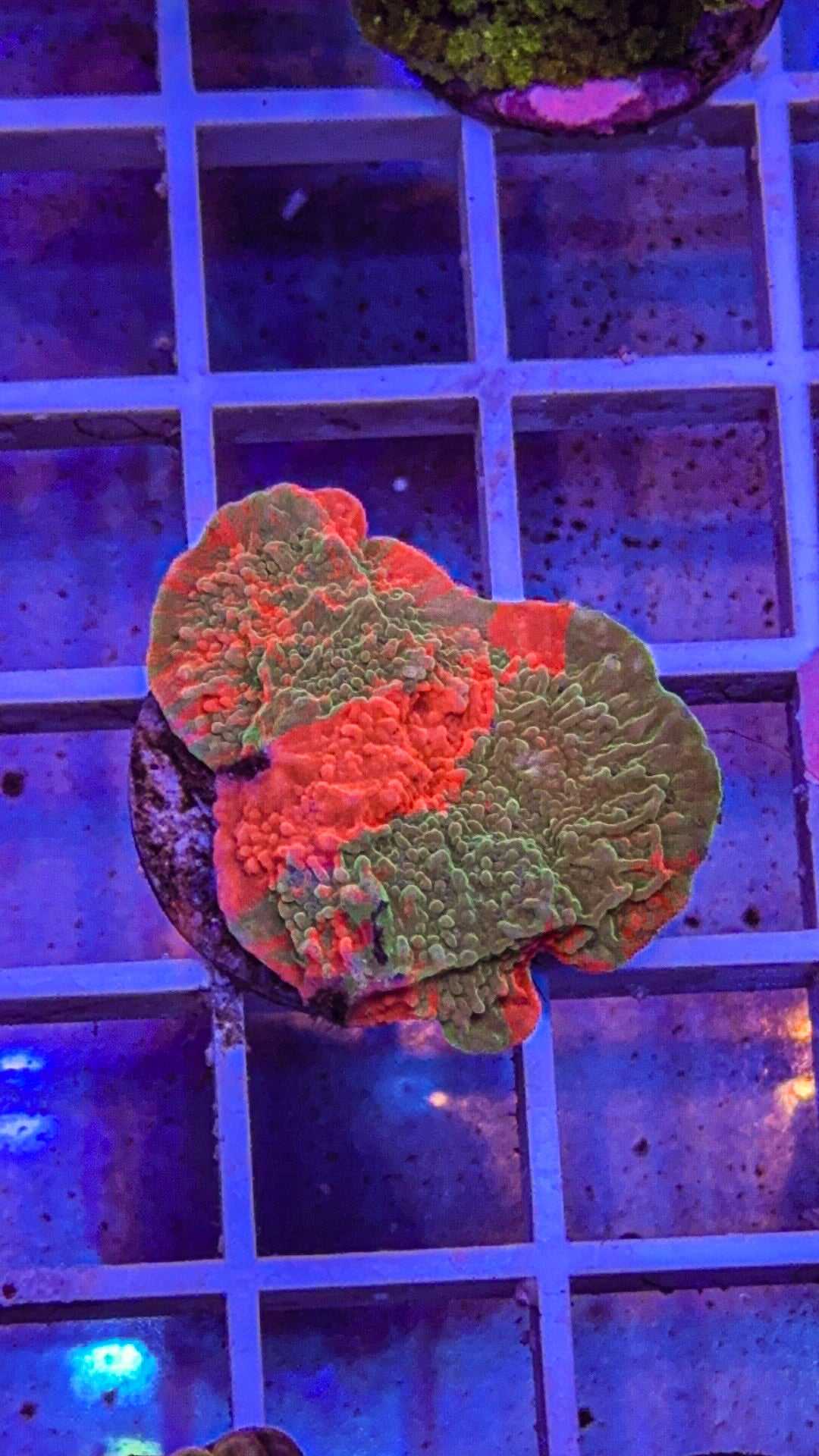 WWC Grafted Monti Cap (WYSIWYG)